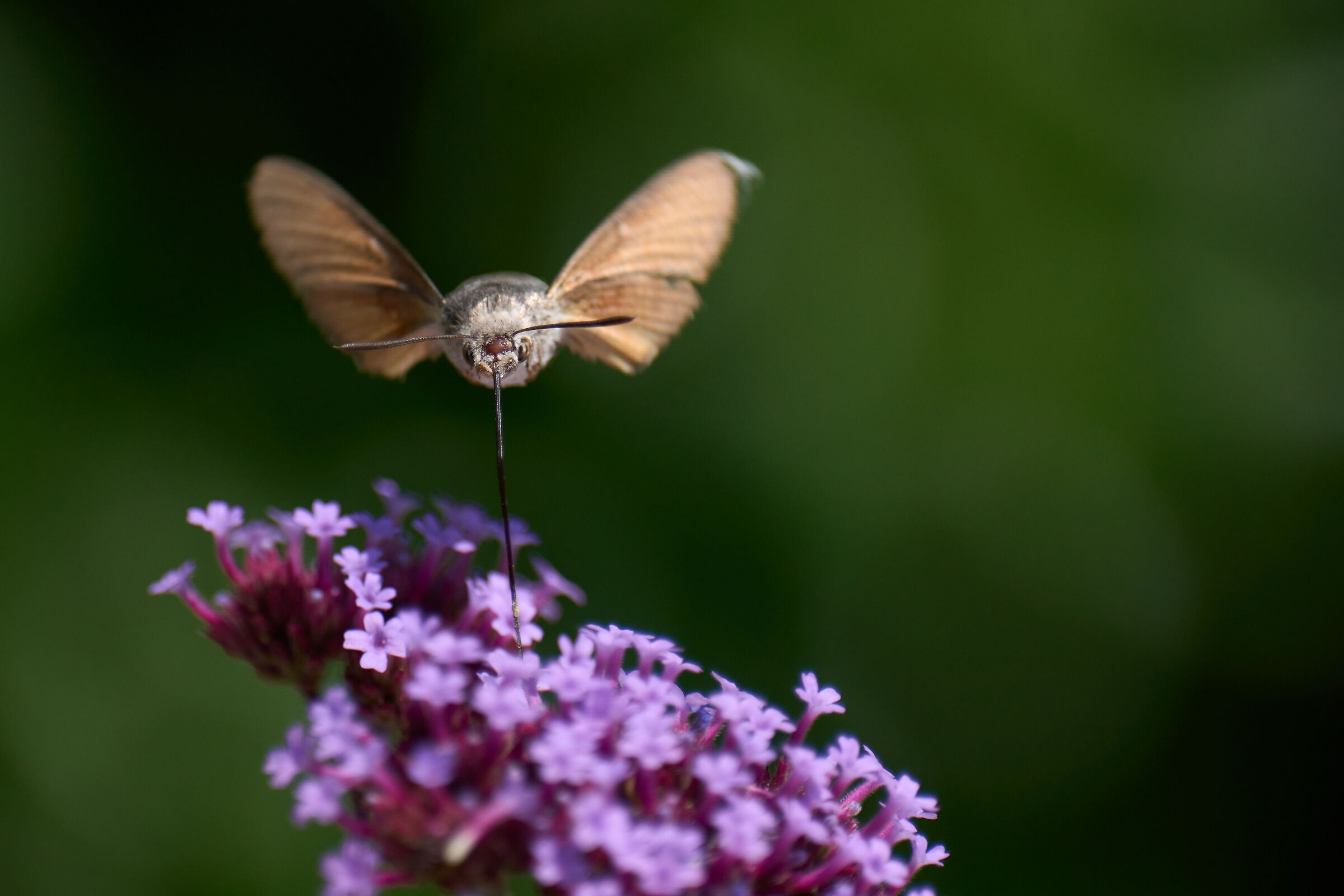 Macroglossum stellatarum