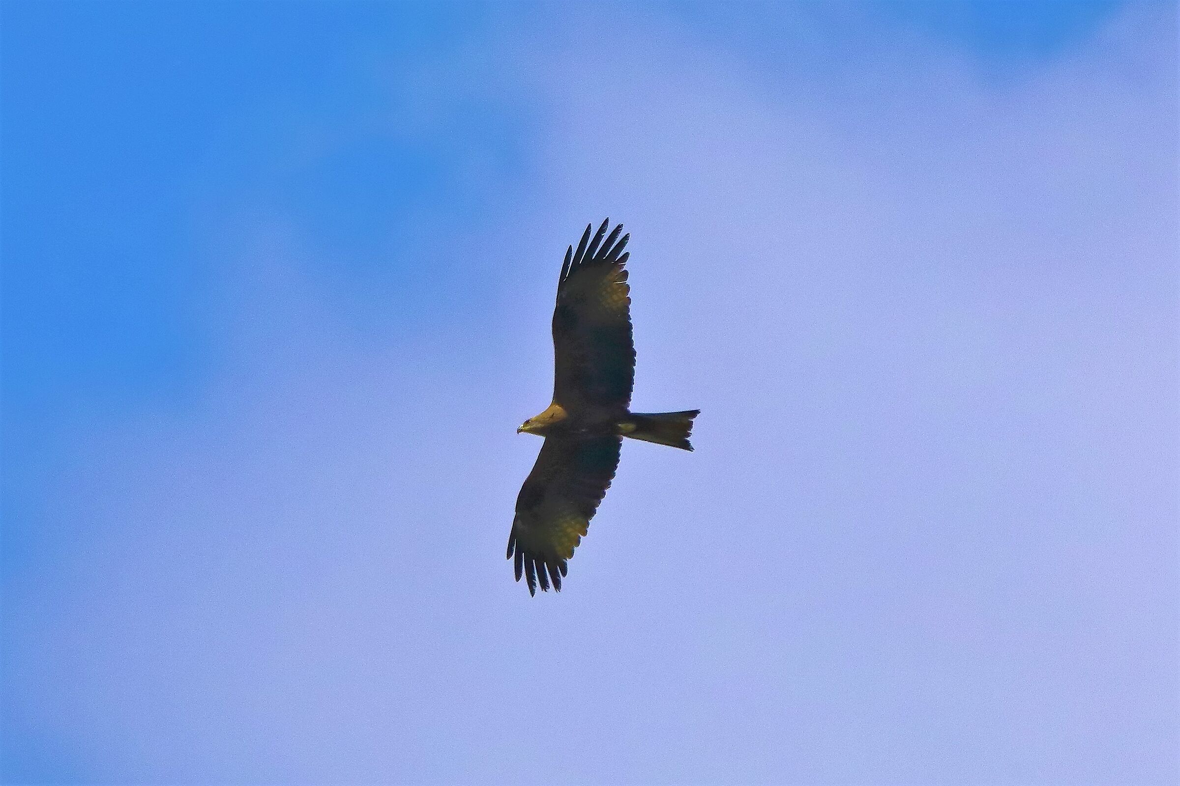 Black kite 14-05-2022