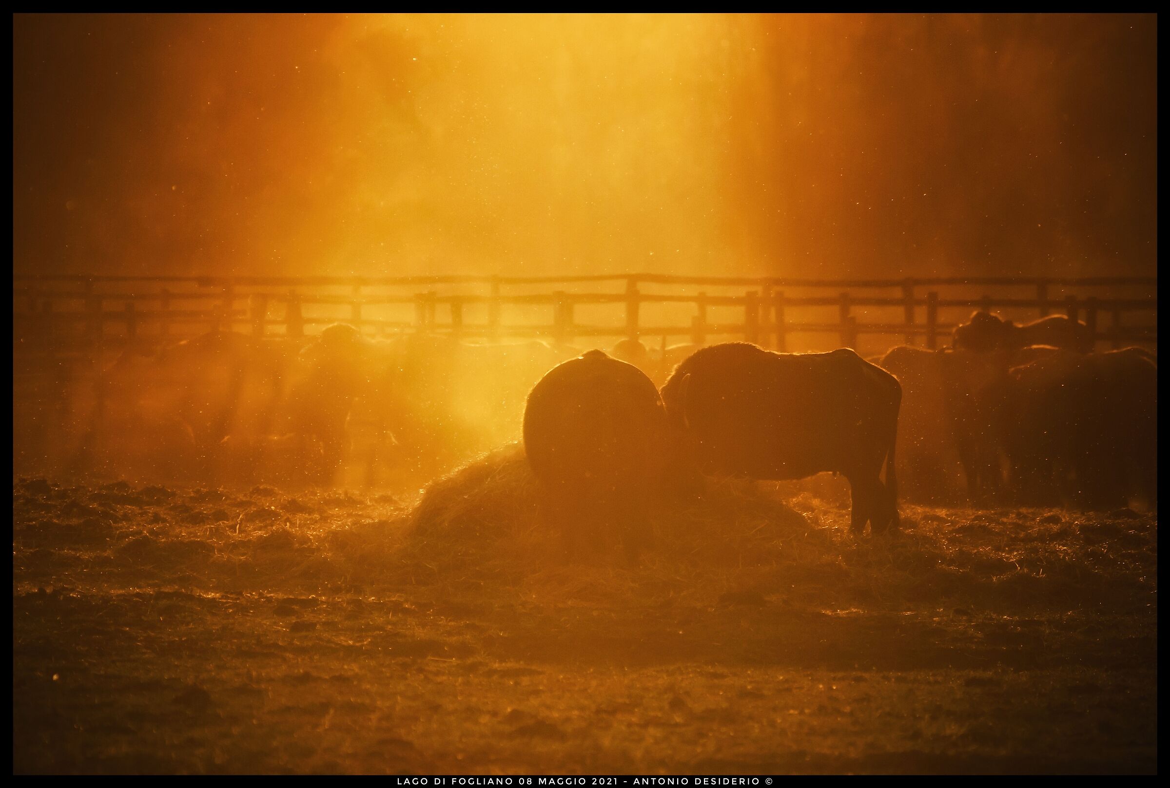 Ultima luce del giorno