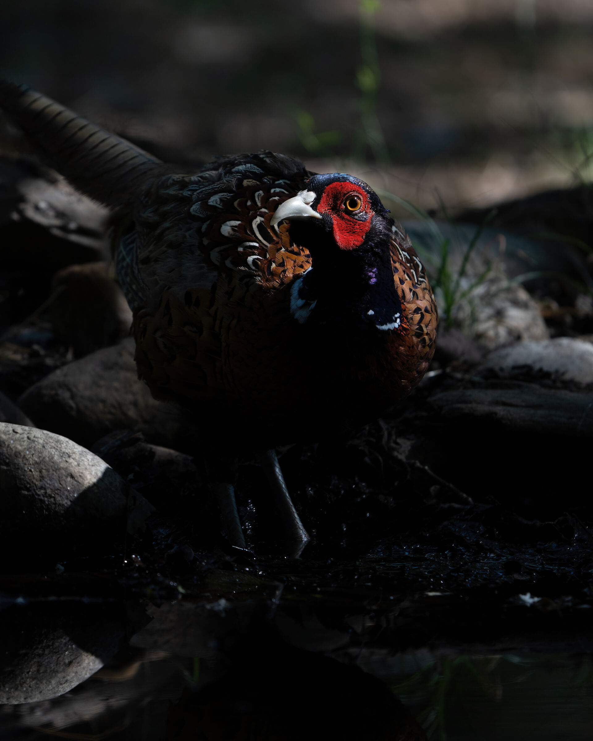 Thirsty pheasant