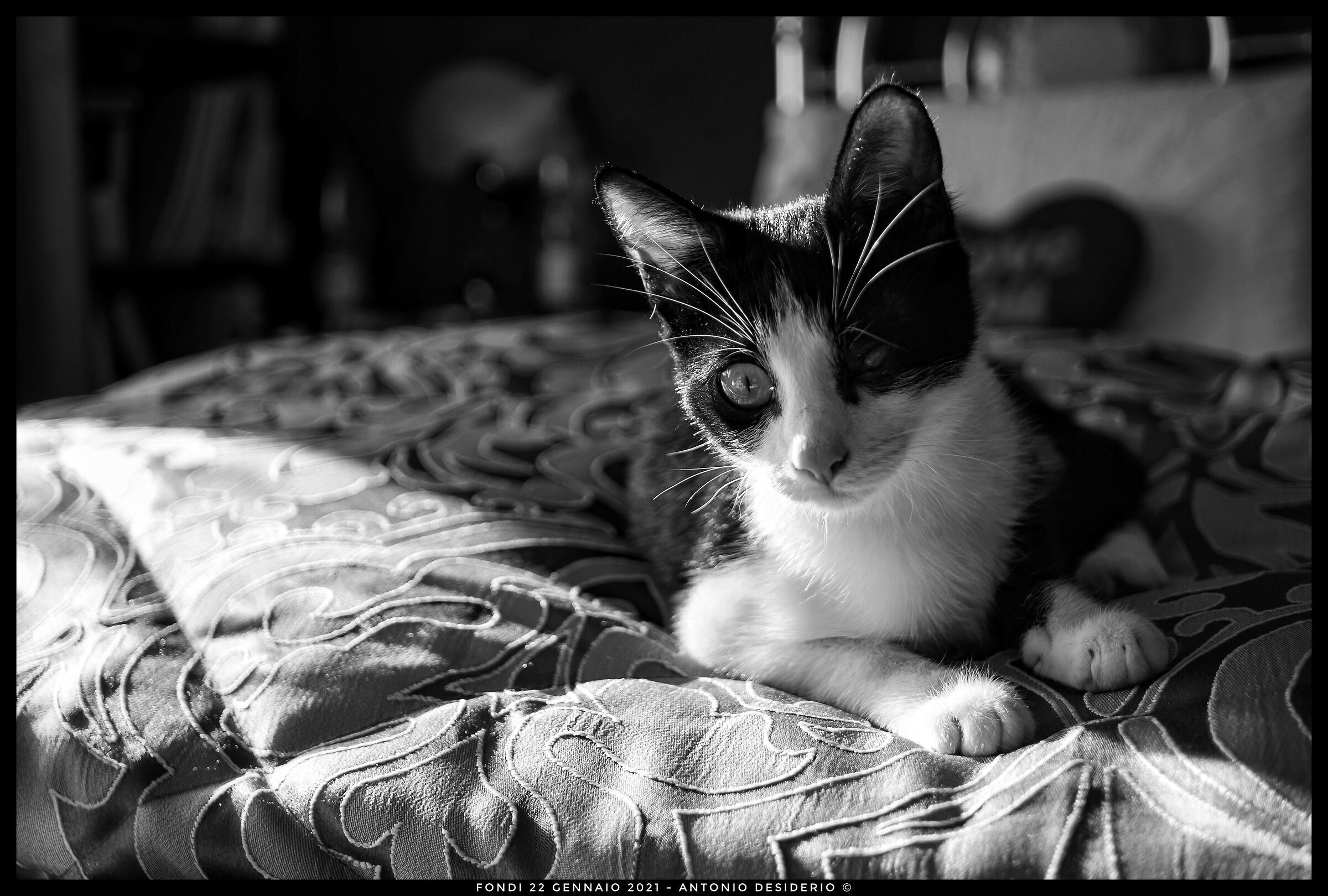 Stellina