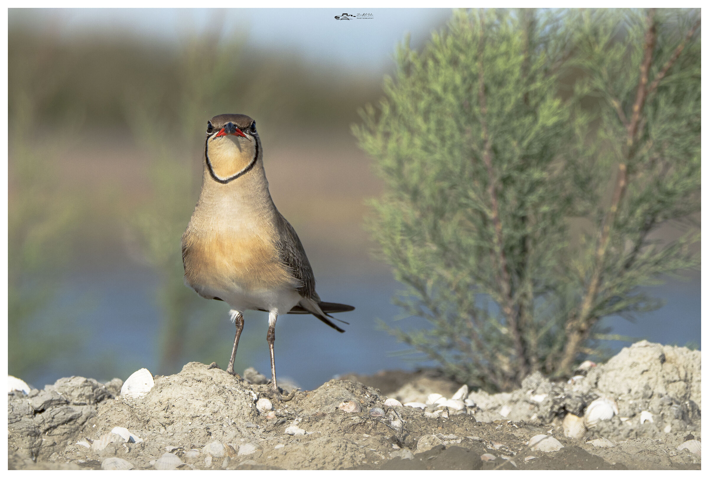 The partridge of the Po Delta - June 2022