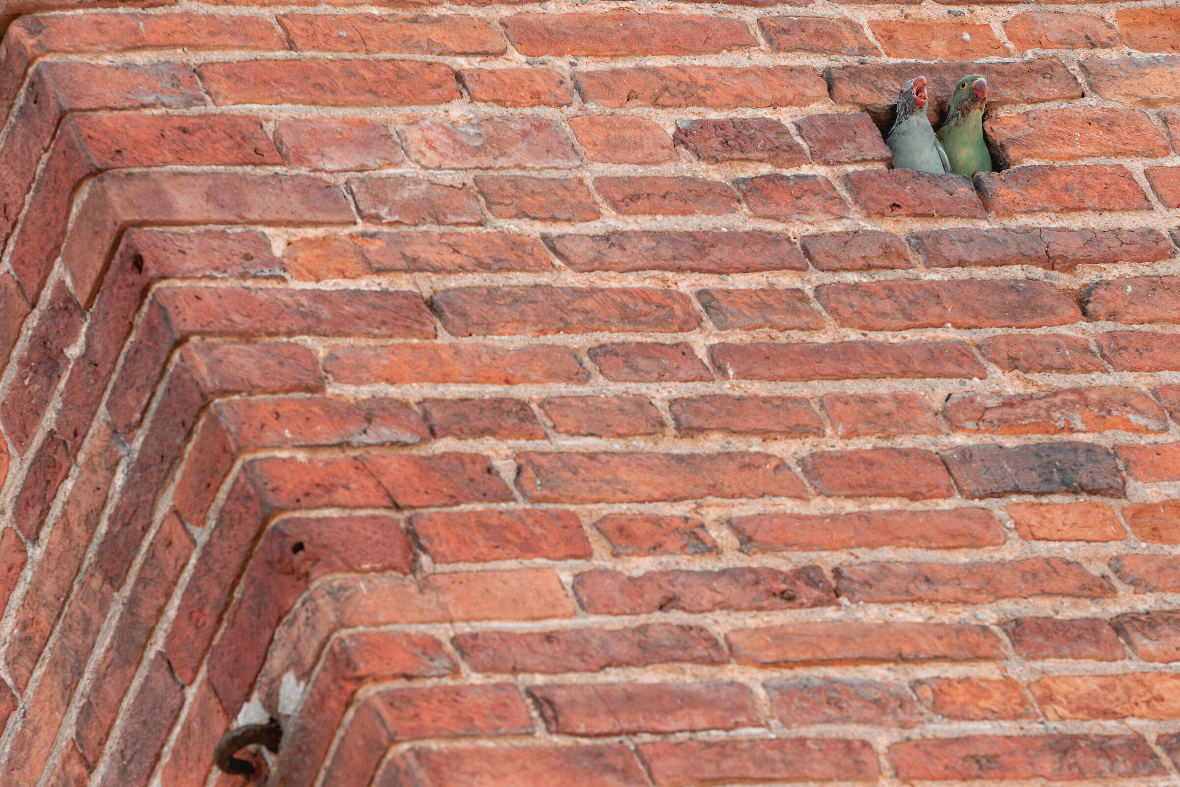 Il canto della vita tra le torri Pavesi