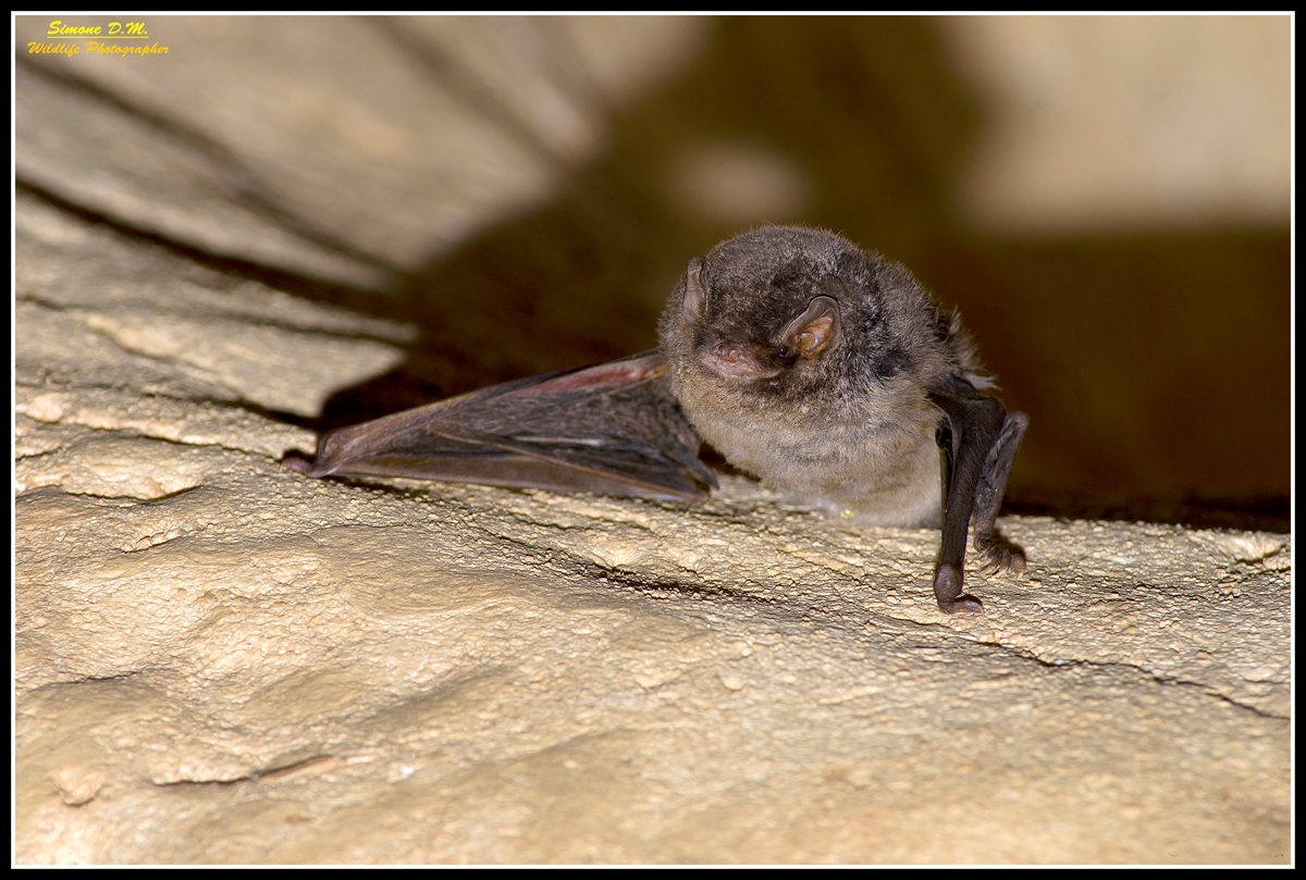 pipistrello in grotta