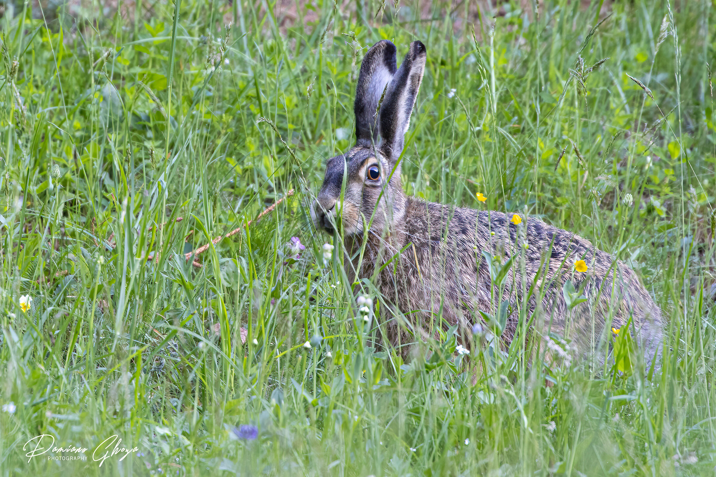 Common hare