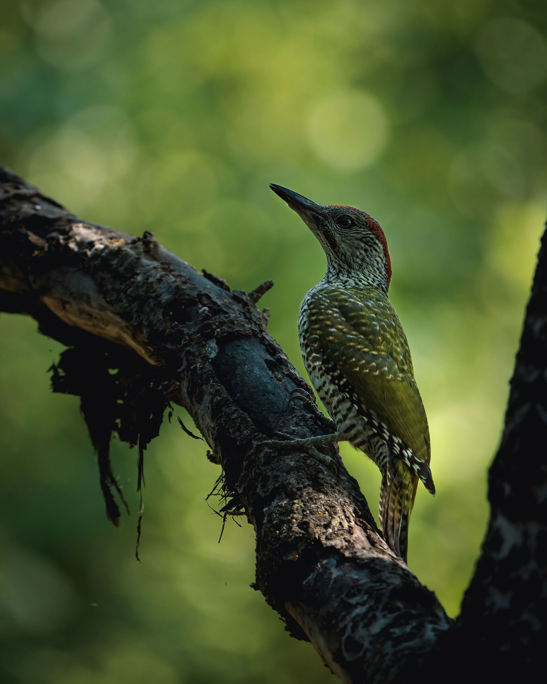 Green woodpecker surrounded by greenery