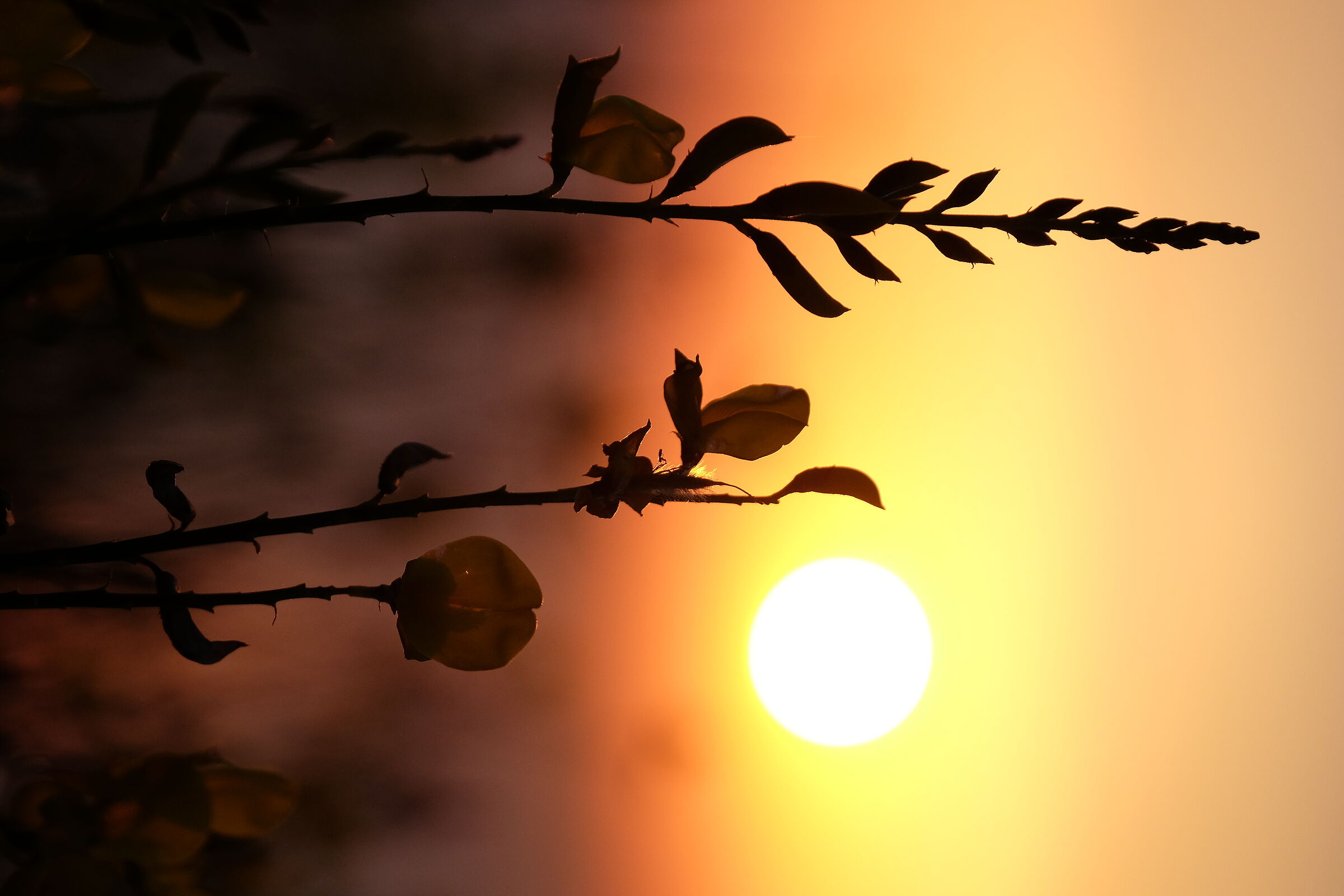 Segui le ginestre...