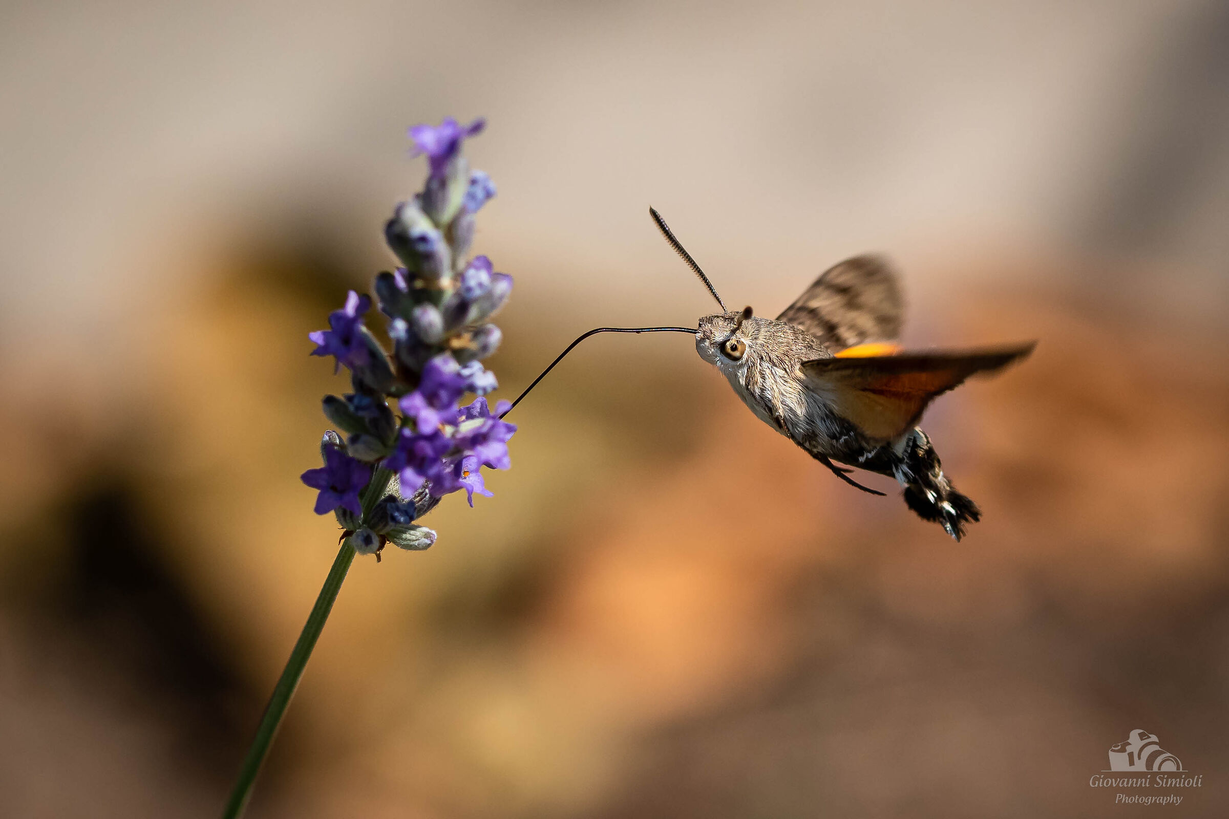 Macroglossum stellatarum