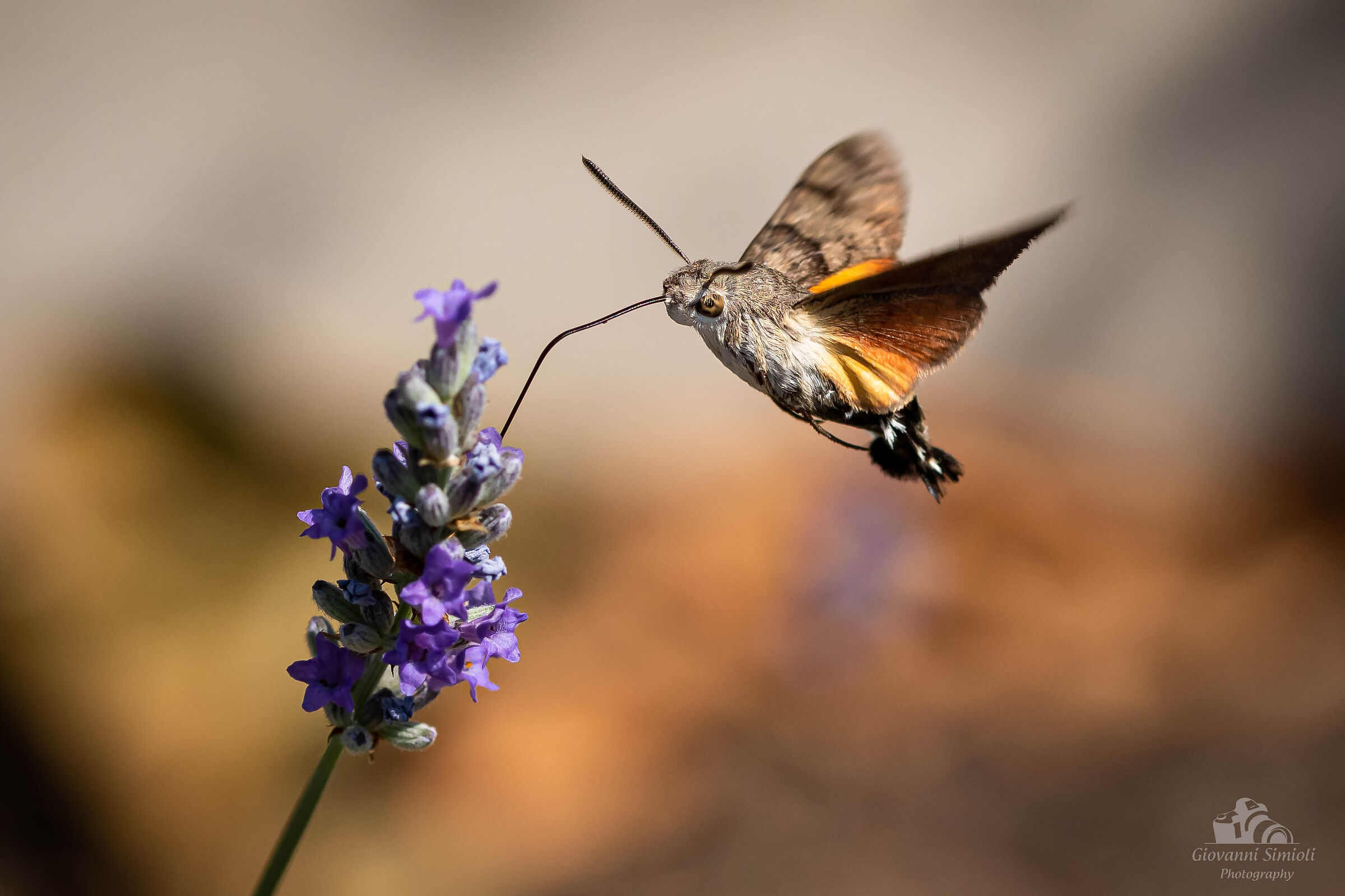 Macroglossum stellatarum