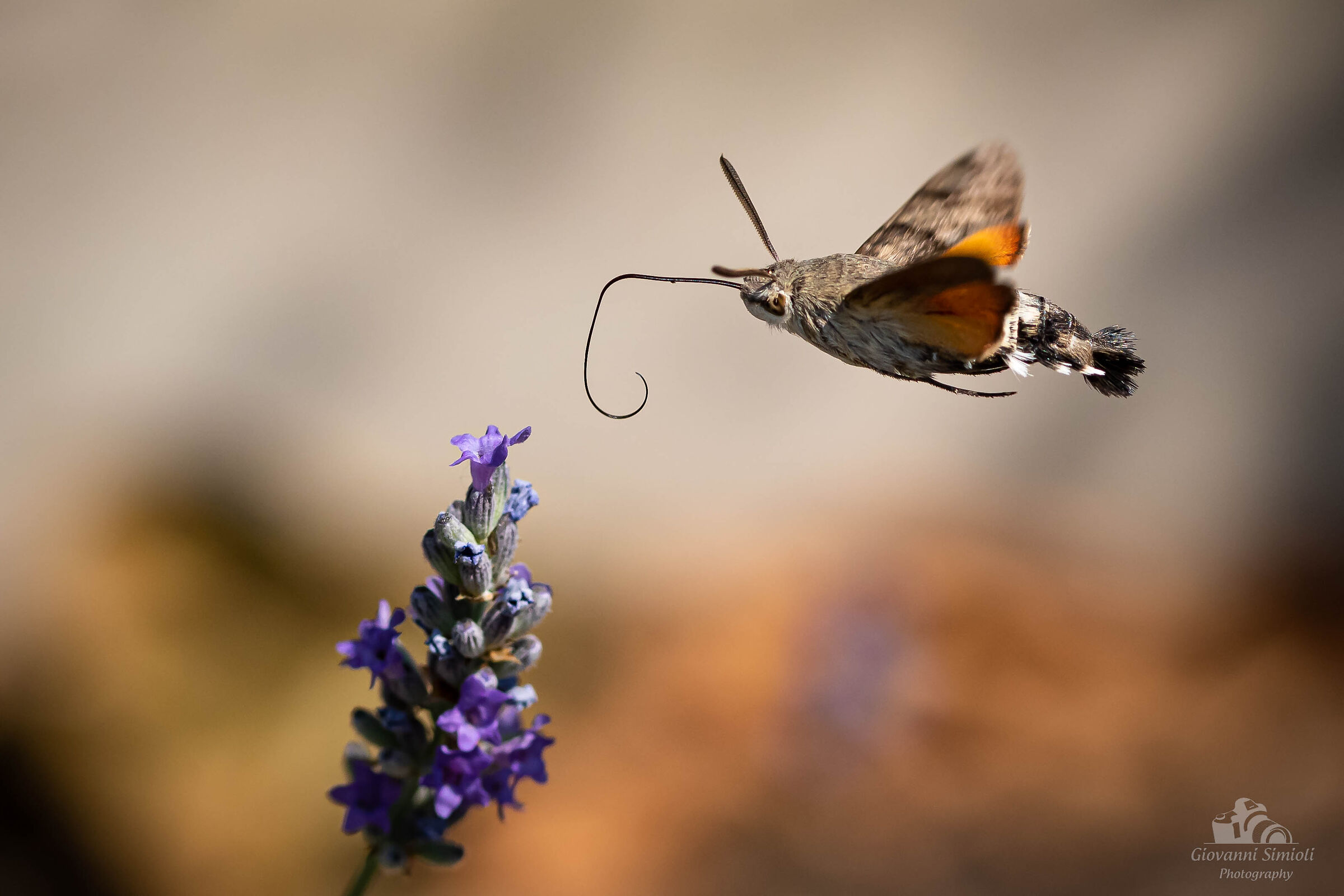 Macroglossum stellatarum