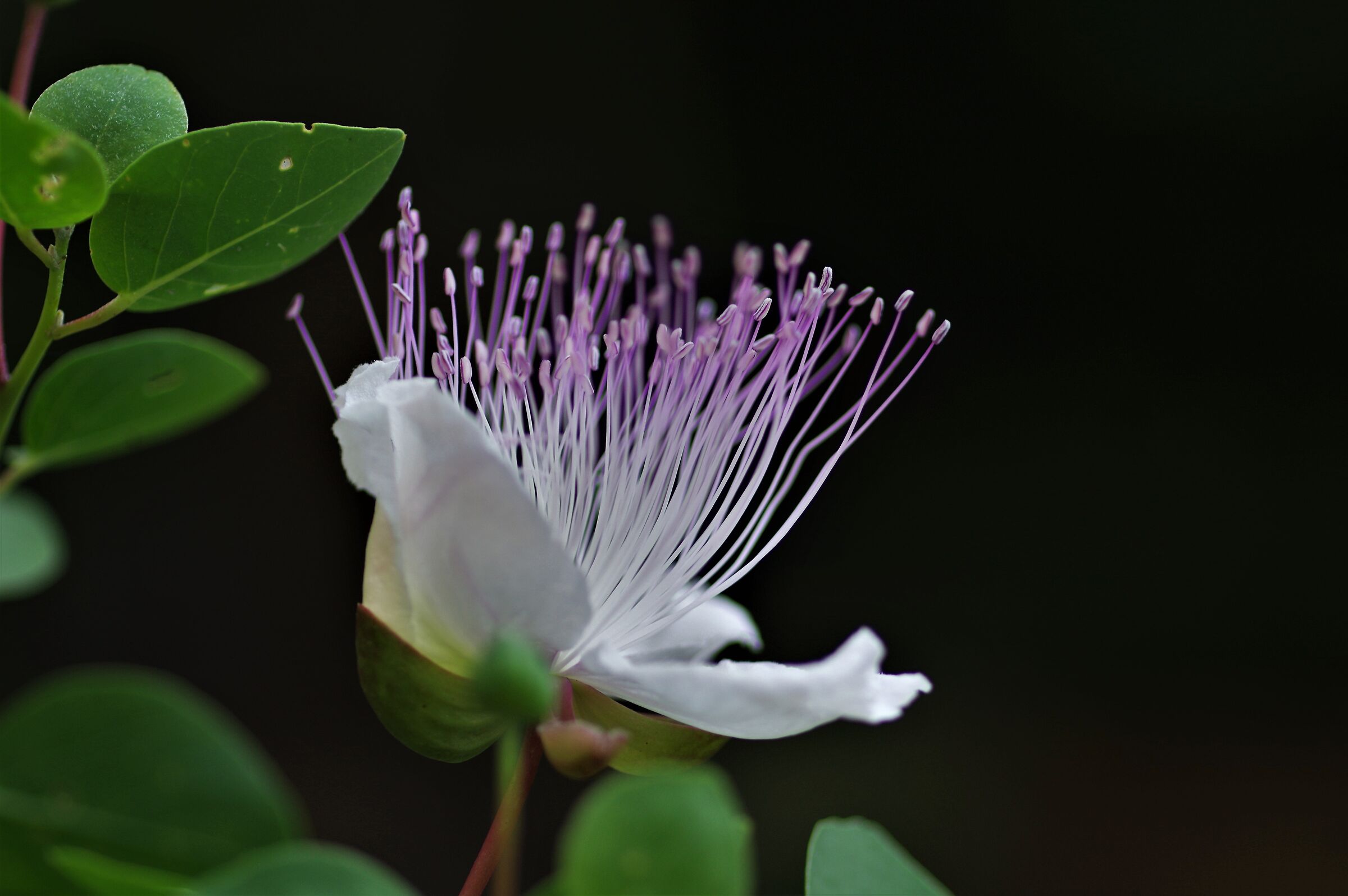 caper flower