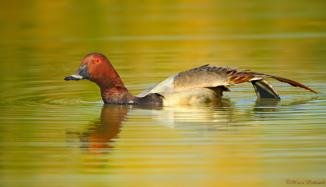 Pochard