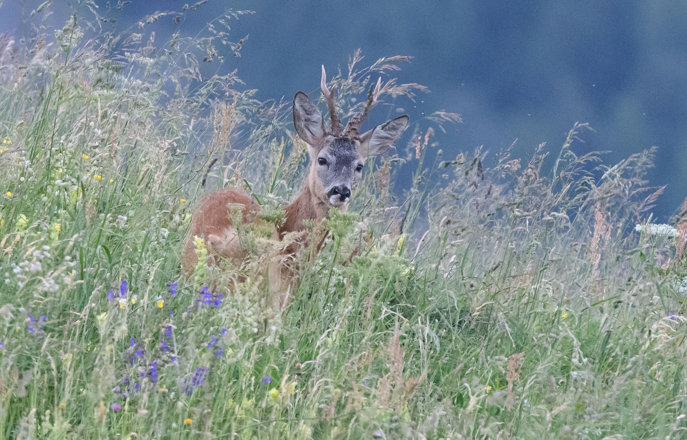 roe deer