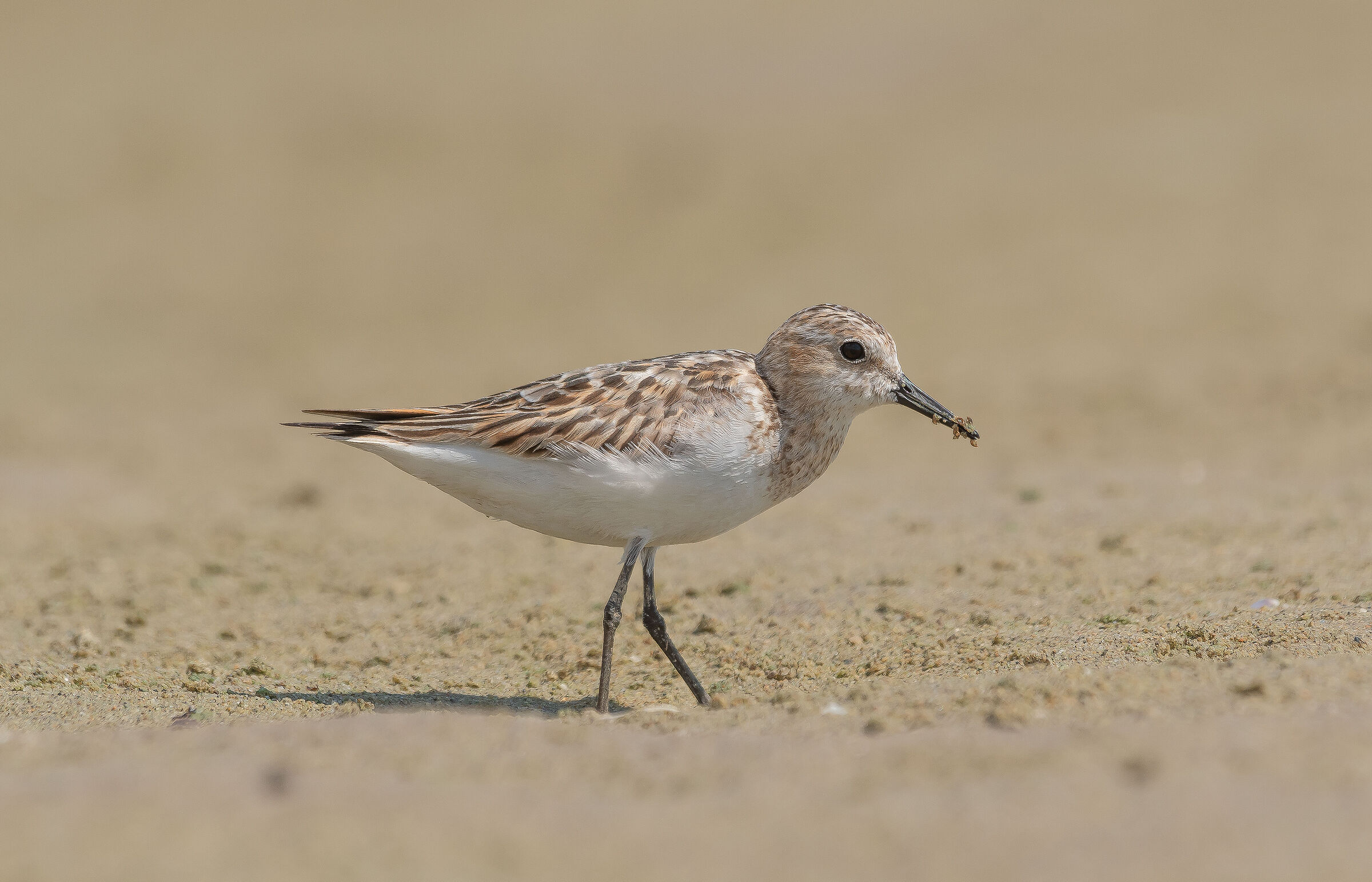 Calidris minuta
