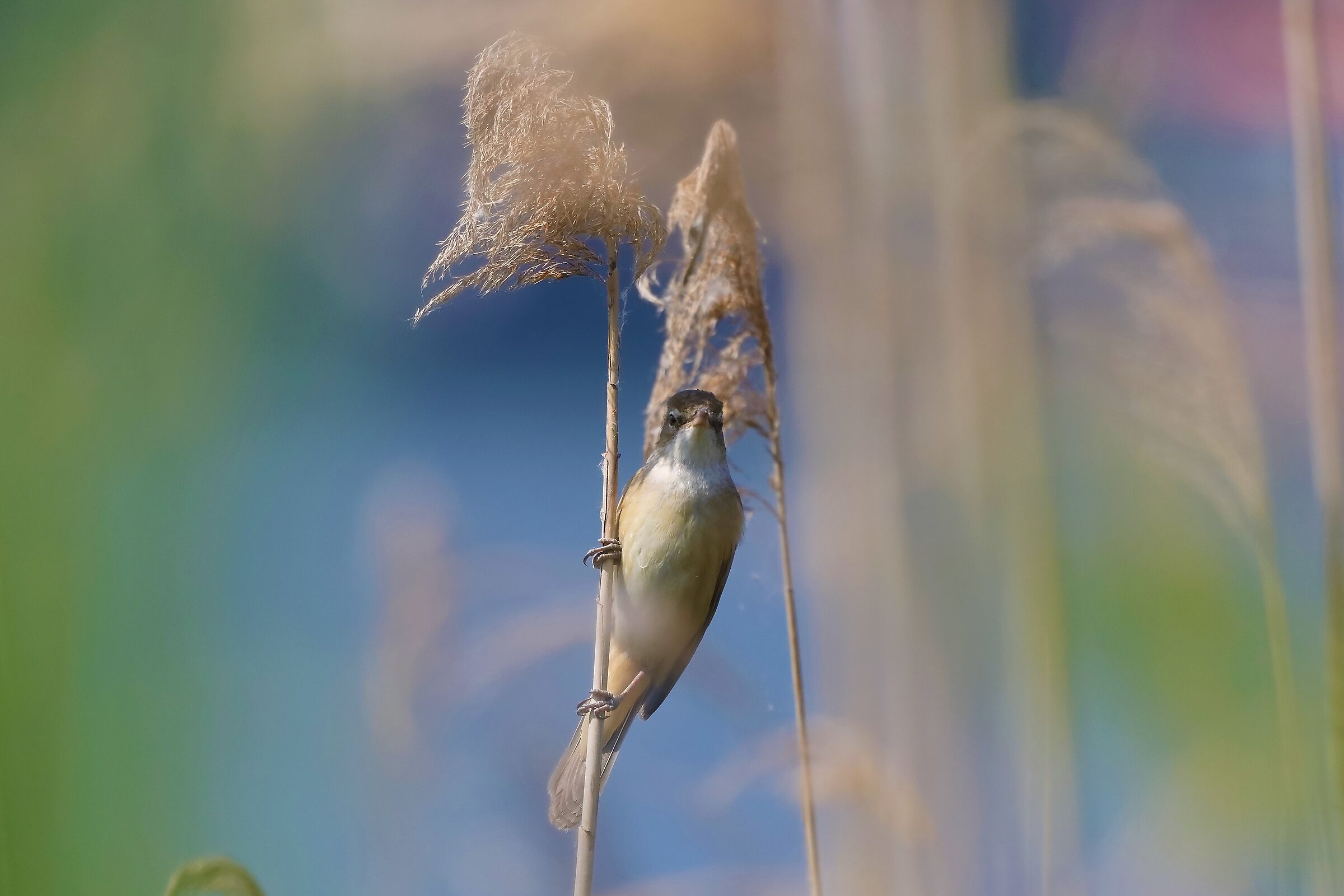 cannareccione 13-05-2022