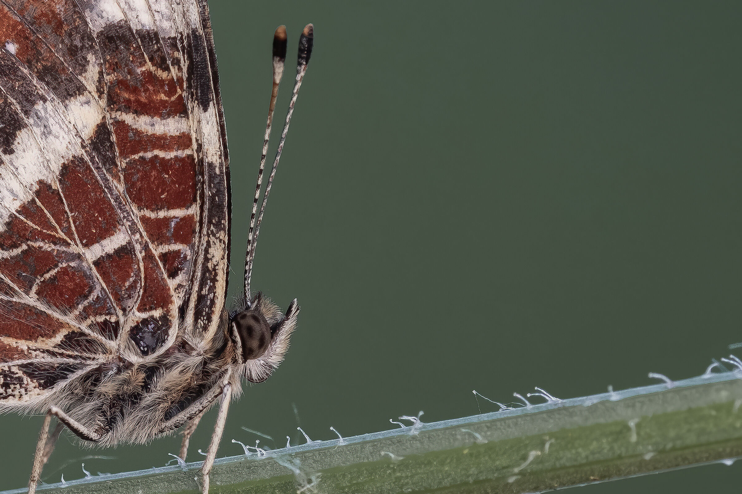 Araschnia levana
