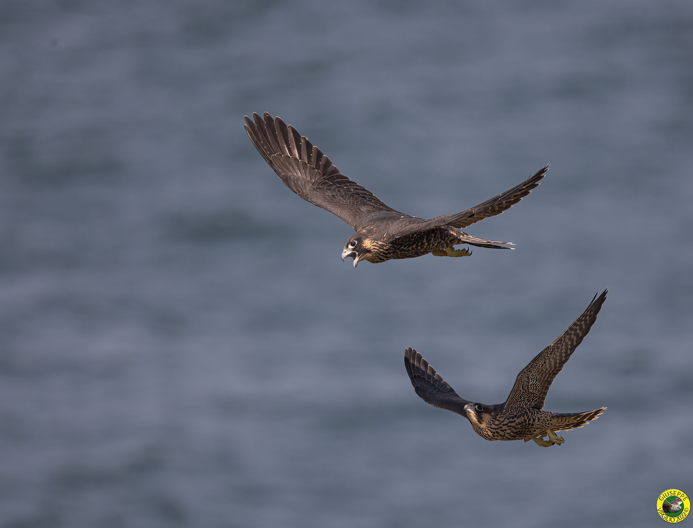 Female Peregrine Falcon with Prey (Sardinia) 2022