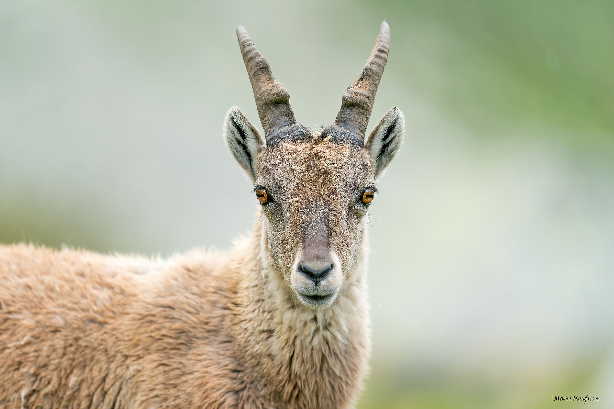 Portrait of ibex