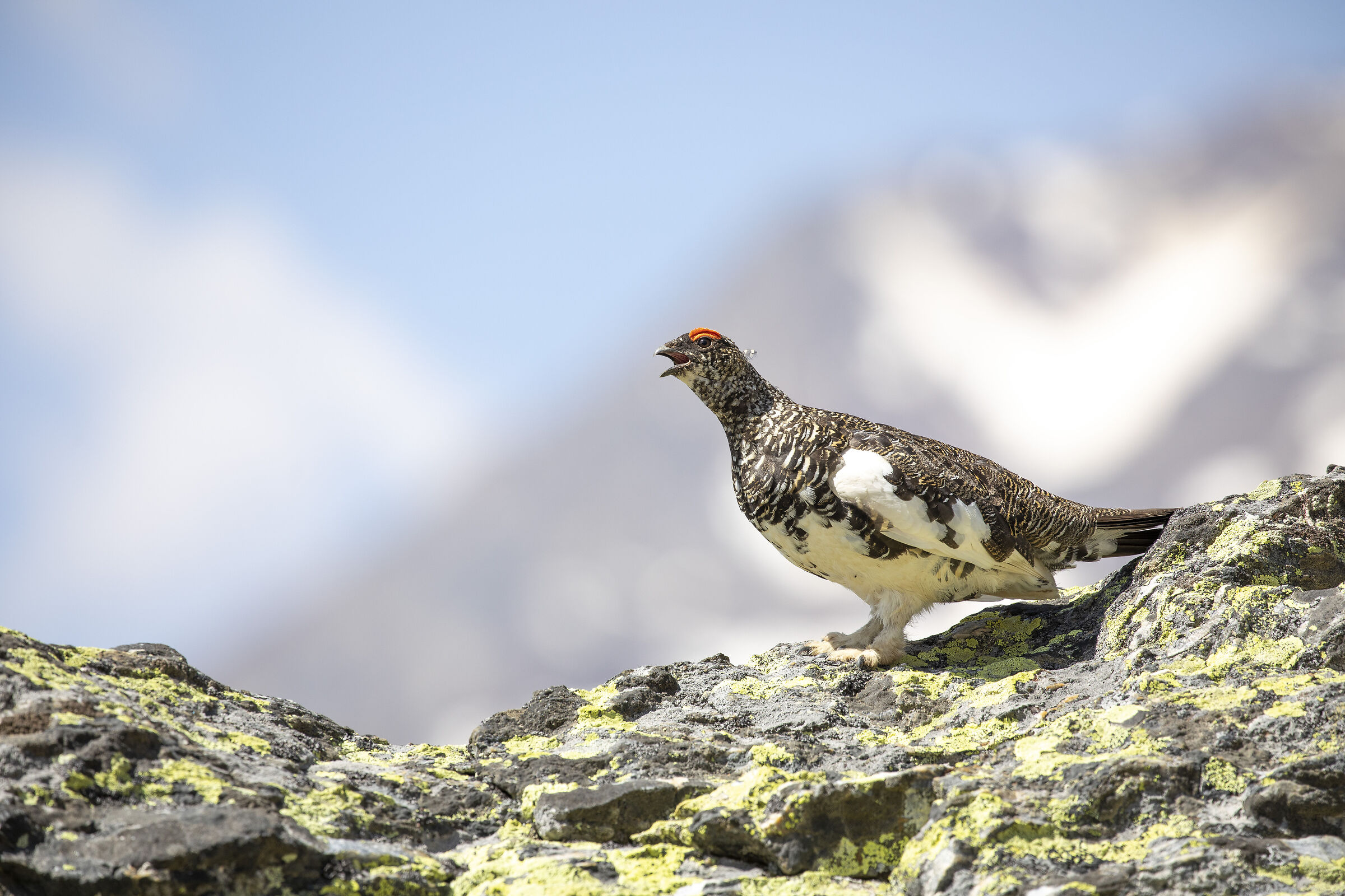 pernice e ghiacciaio