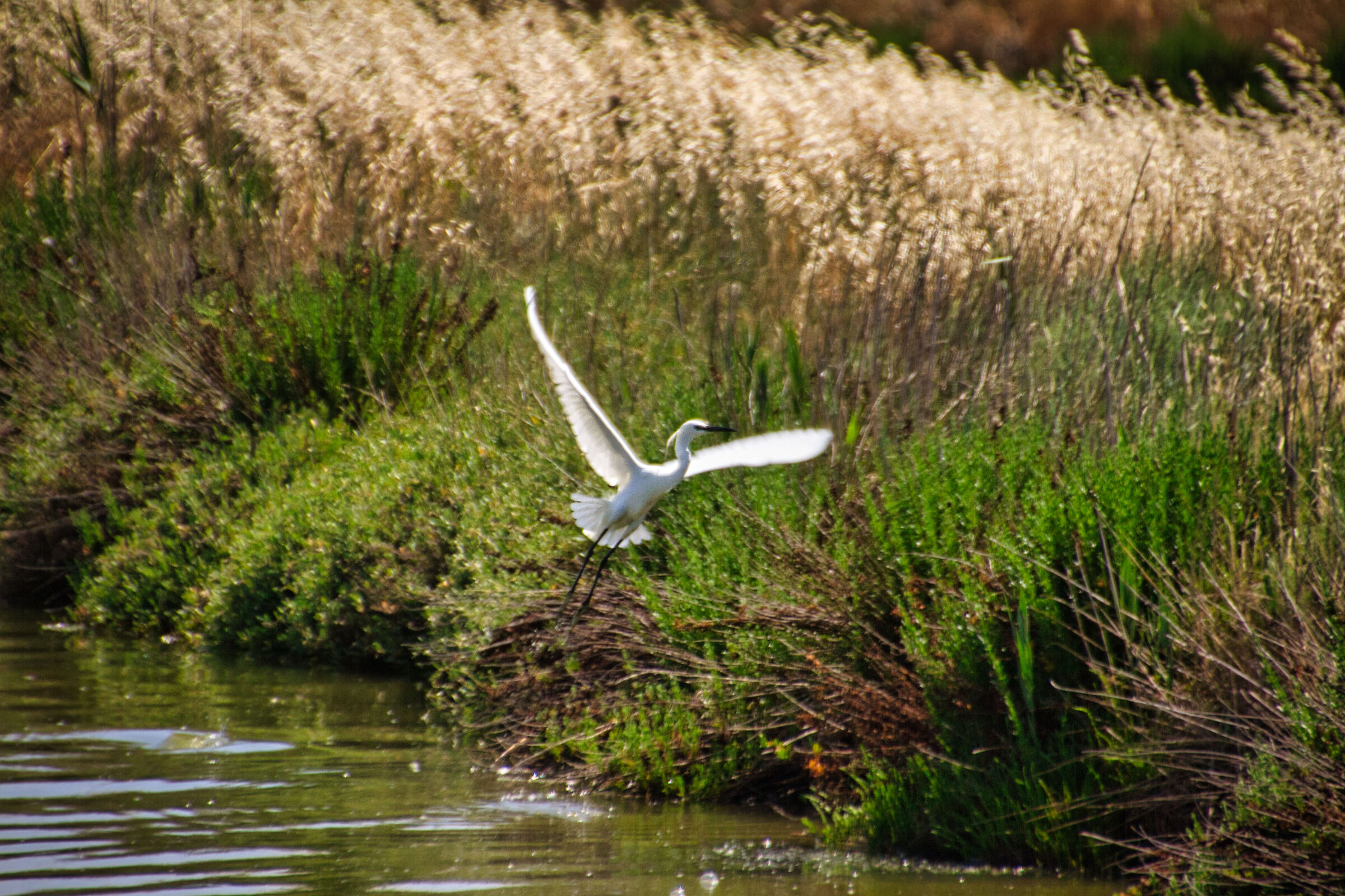 La garzetta che spicca