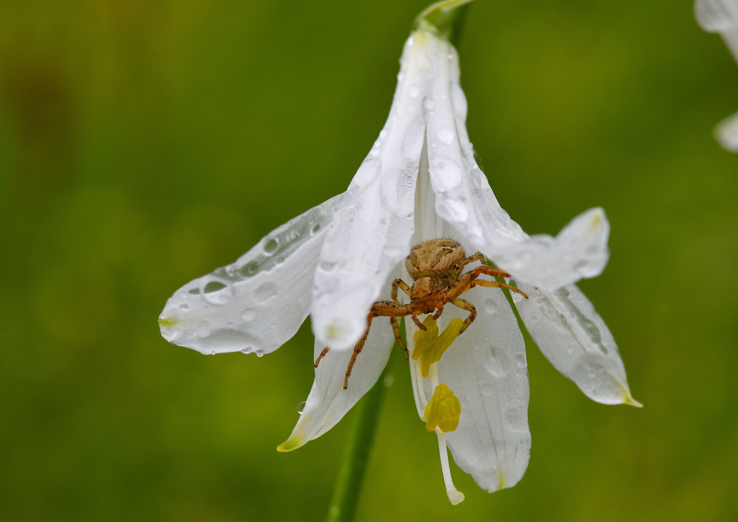 un giglio bianco come ombrello ...