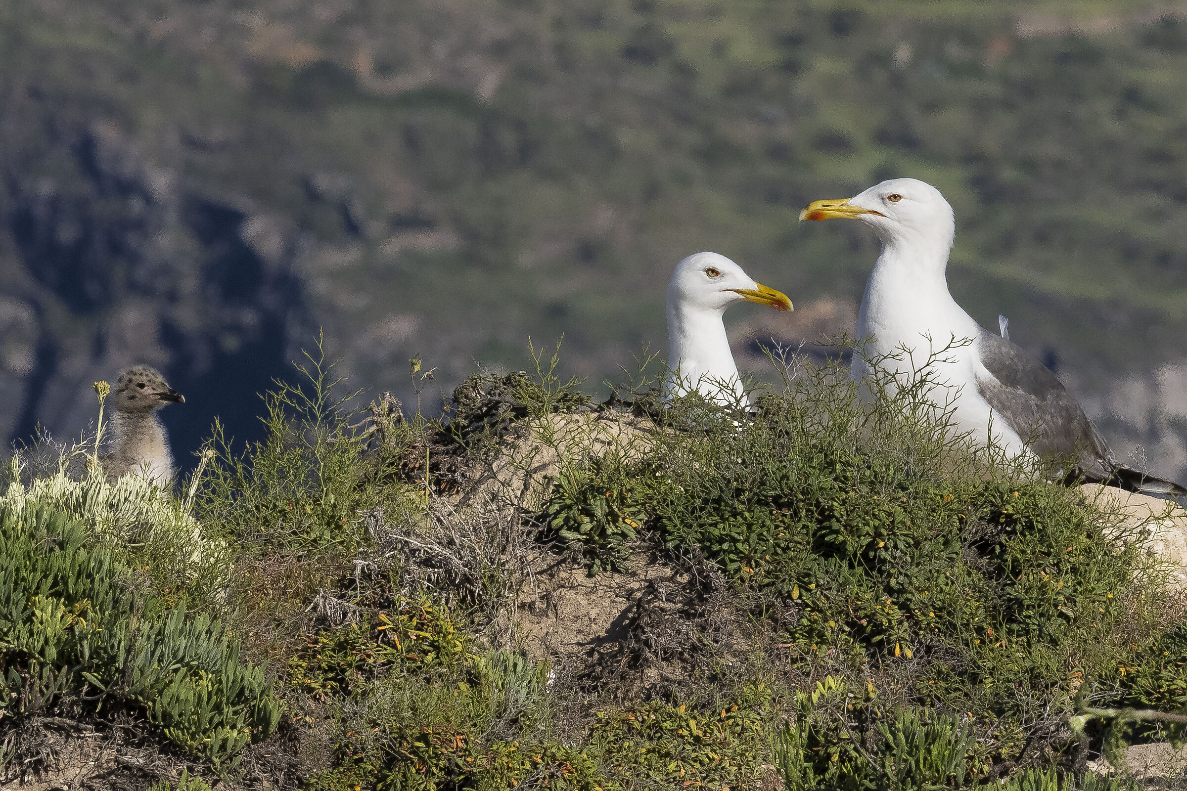 Family of seagulls complete, dad, mom and pullo !