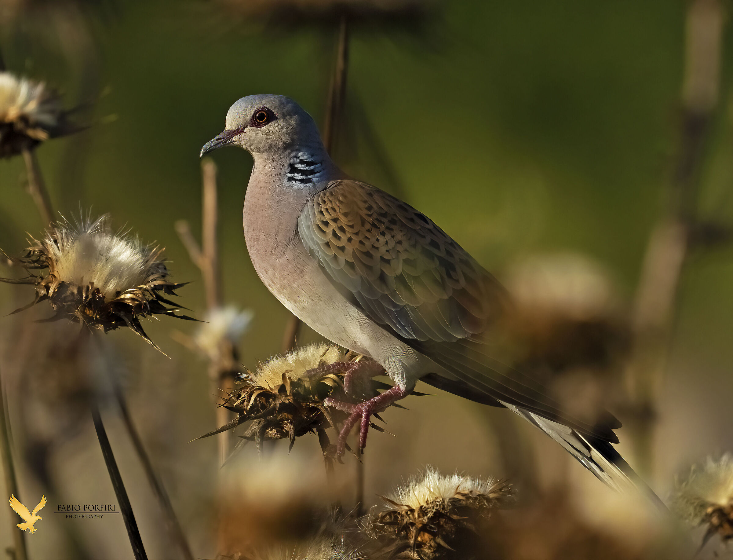 nascosta tra i cardi ....