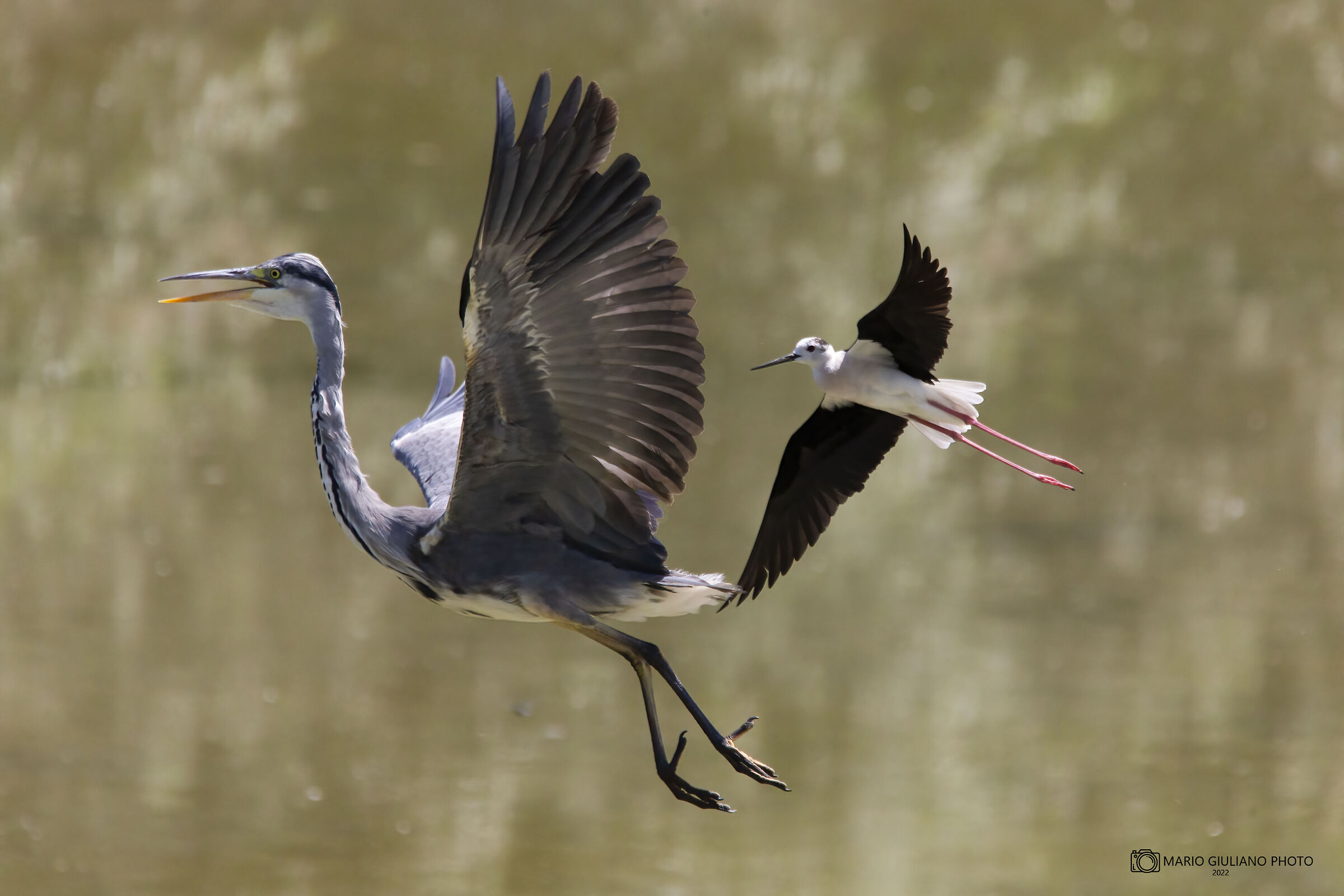 The biggest doesn't always win...