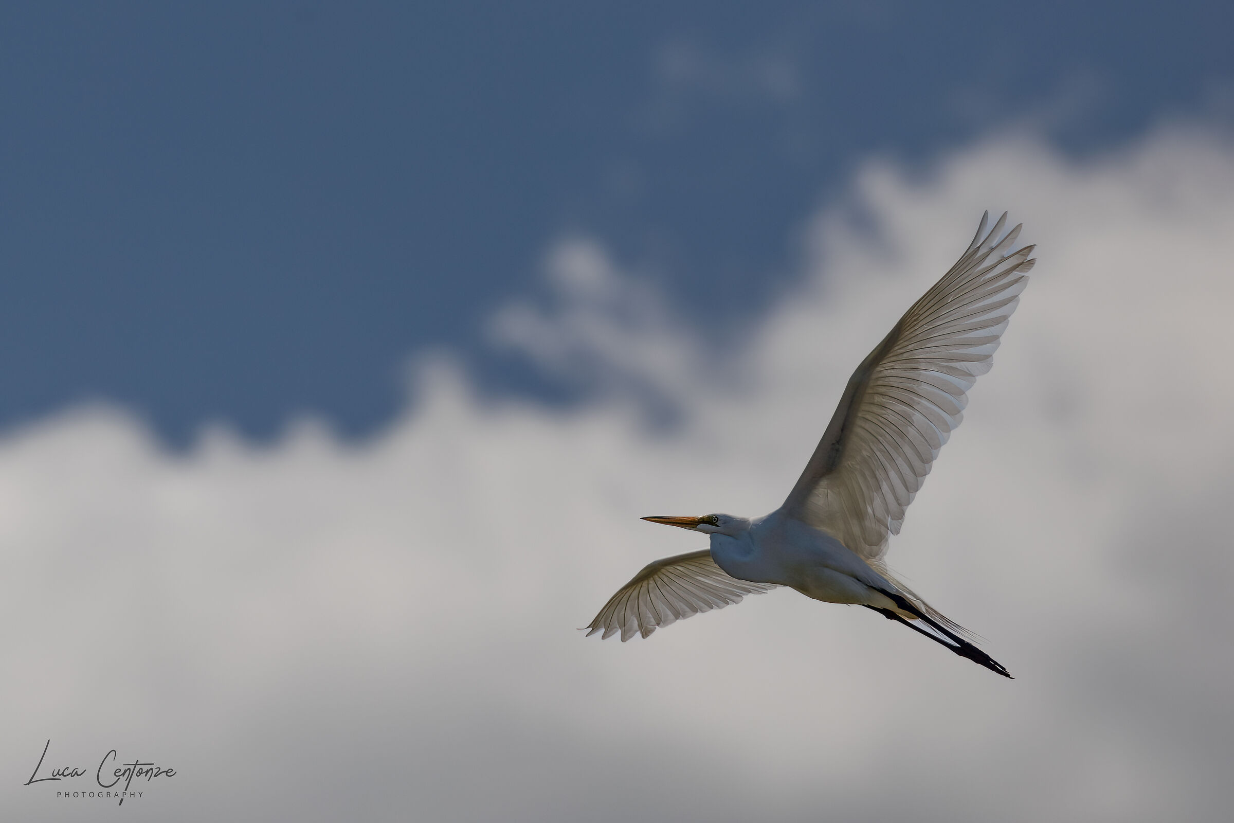 Great Egret (Ardea alba)