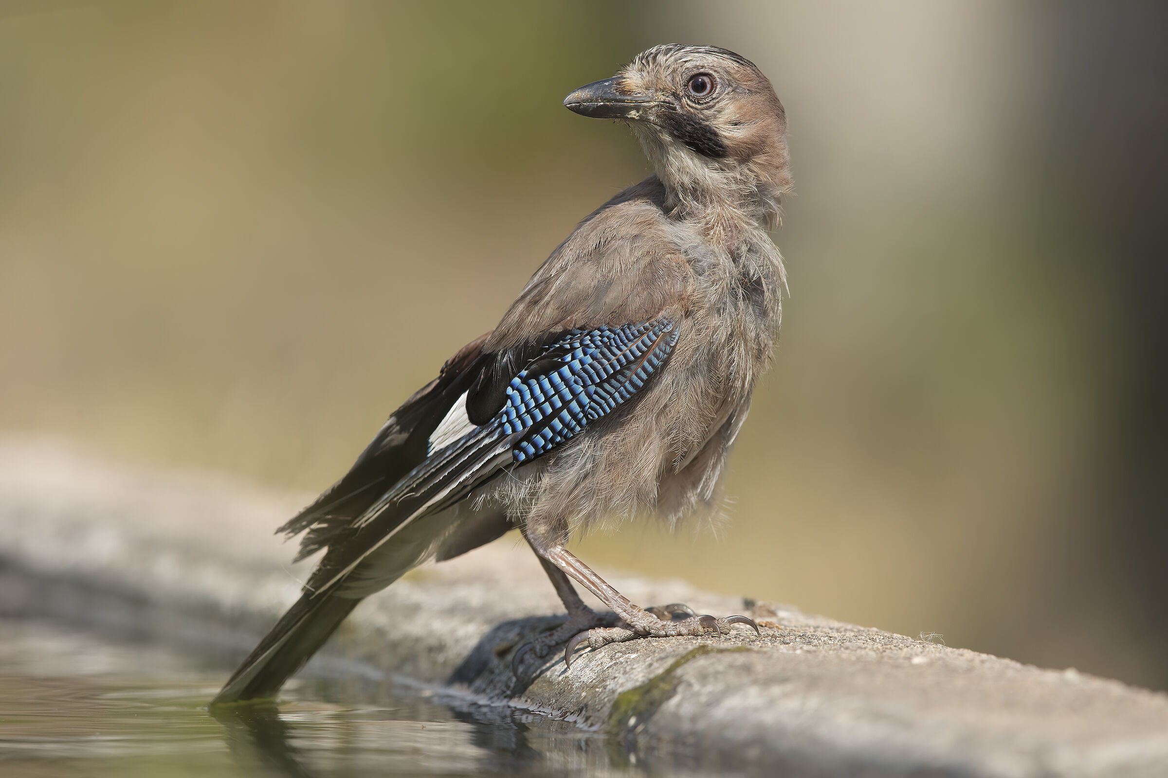 jay (garrulus glandarius)