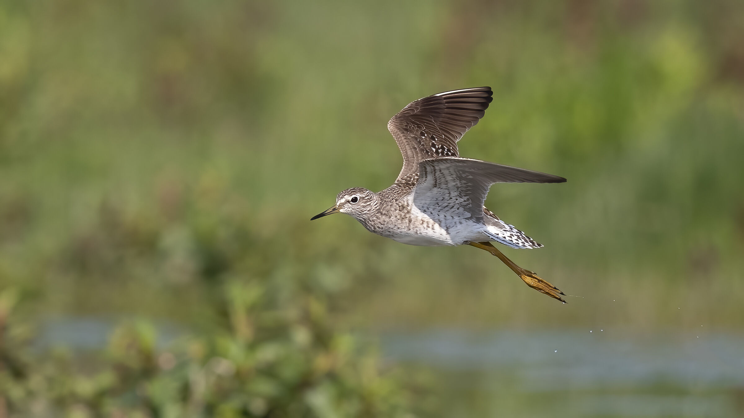 Piro piro boschereccio