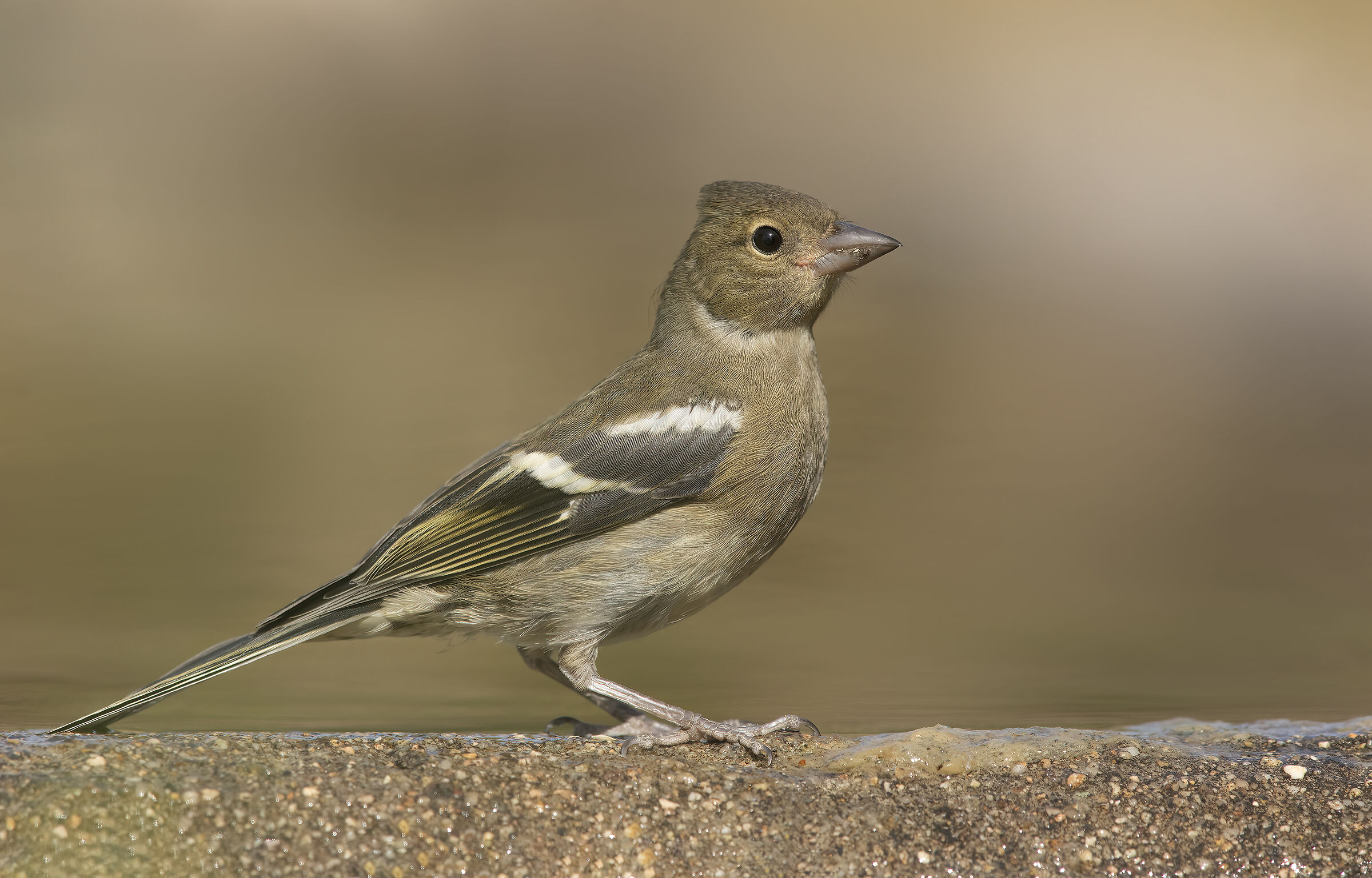 chaffinch
