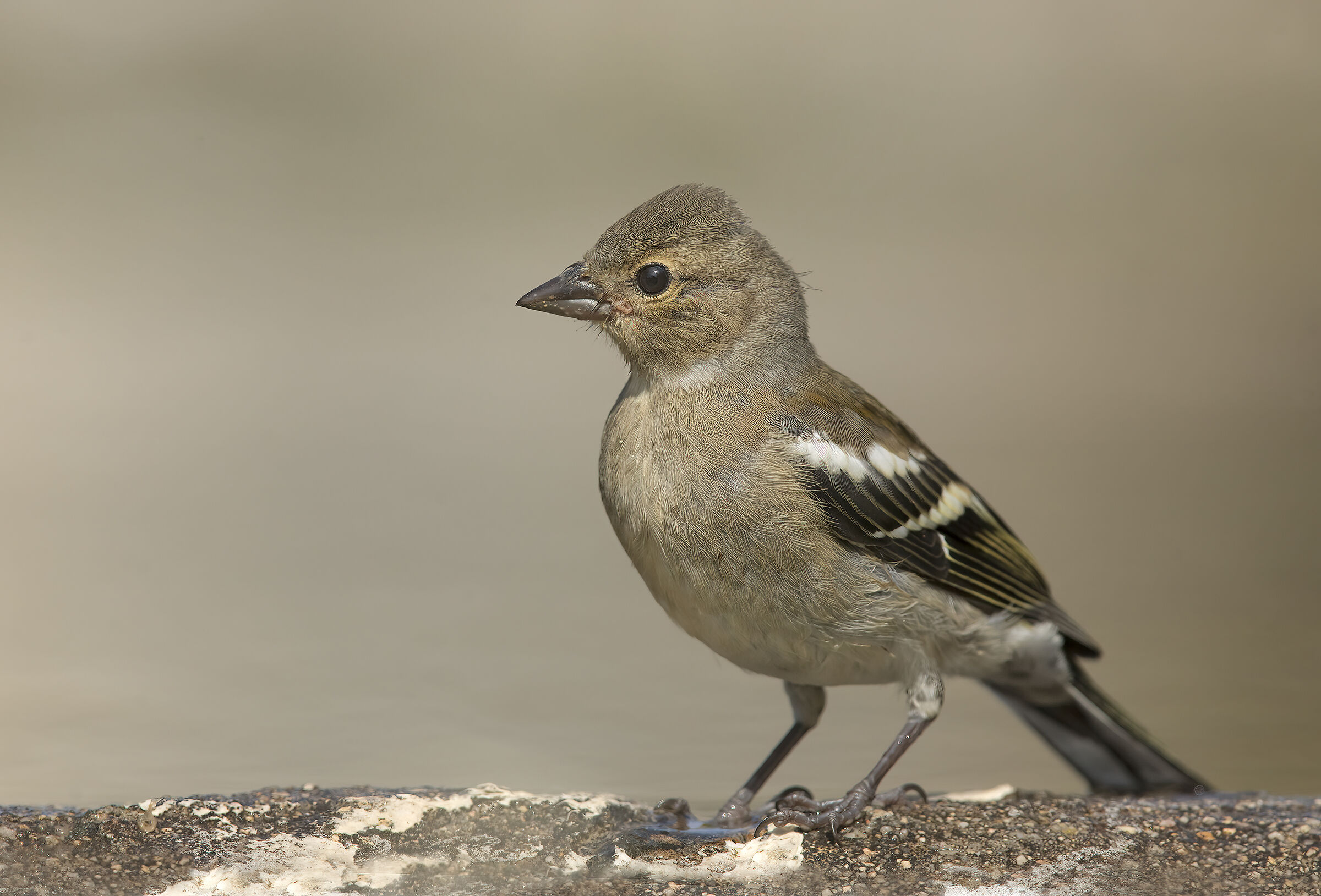 chaffinch