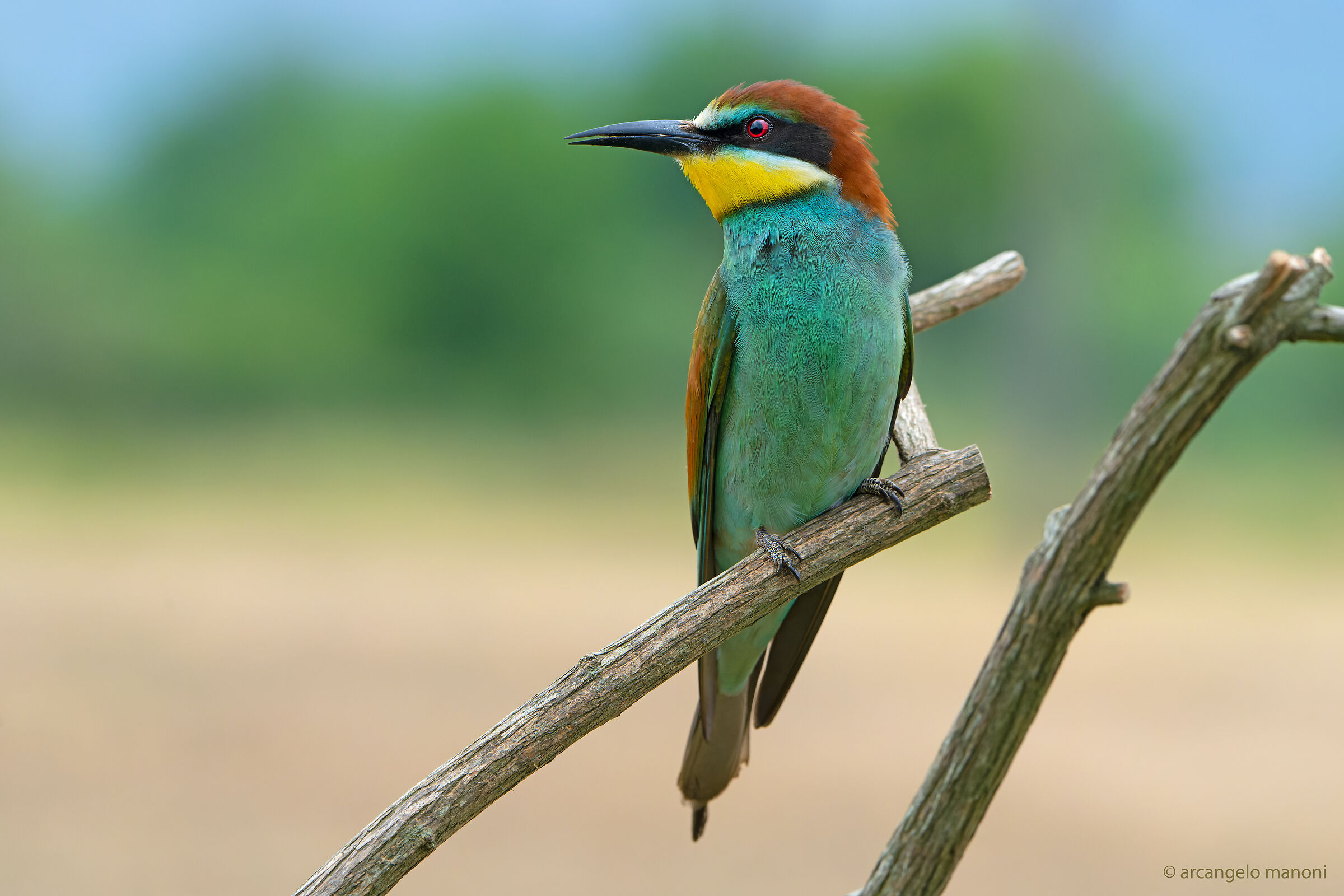 My friend bee-eater