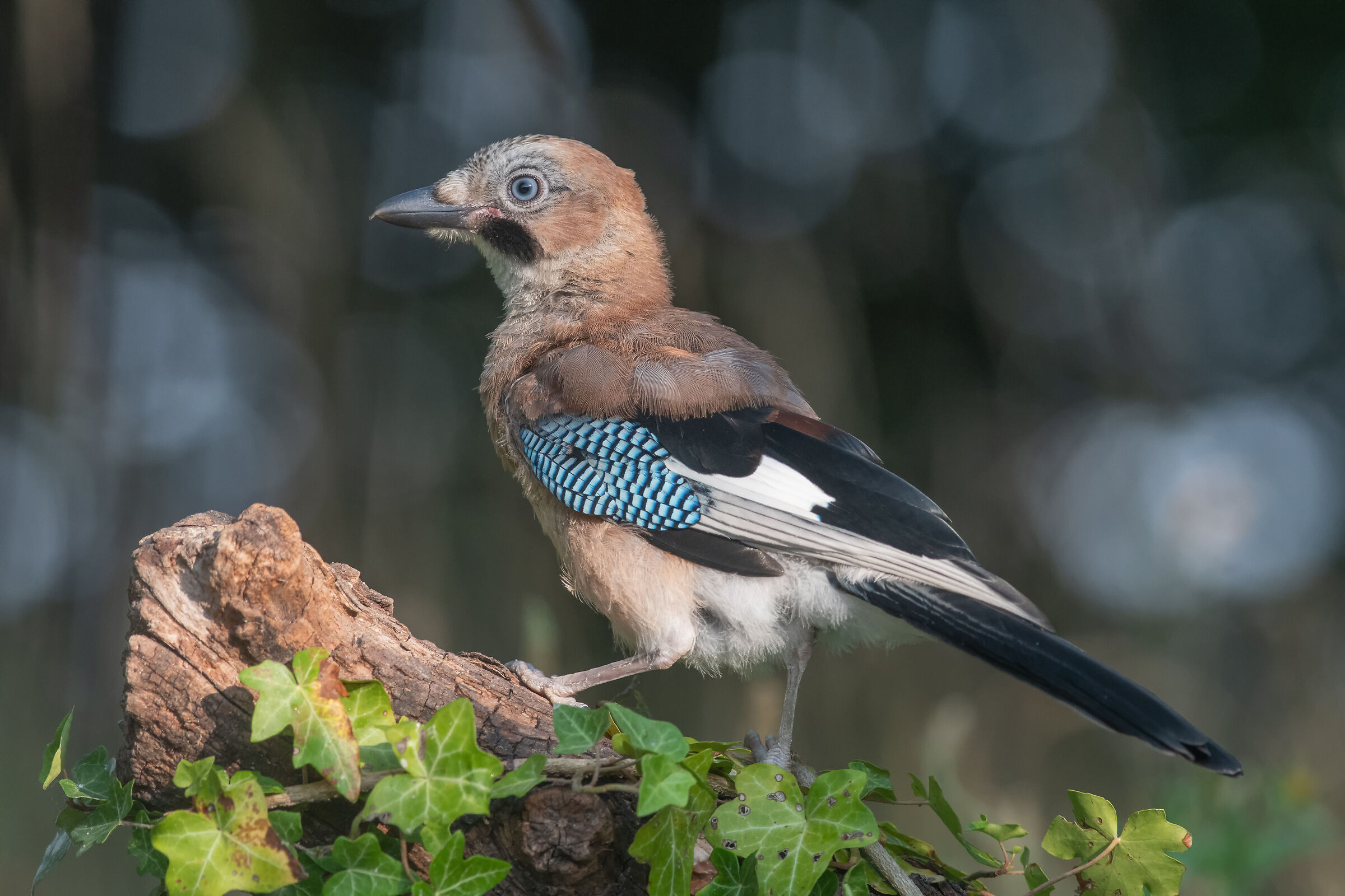 Jay