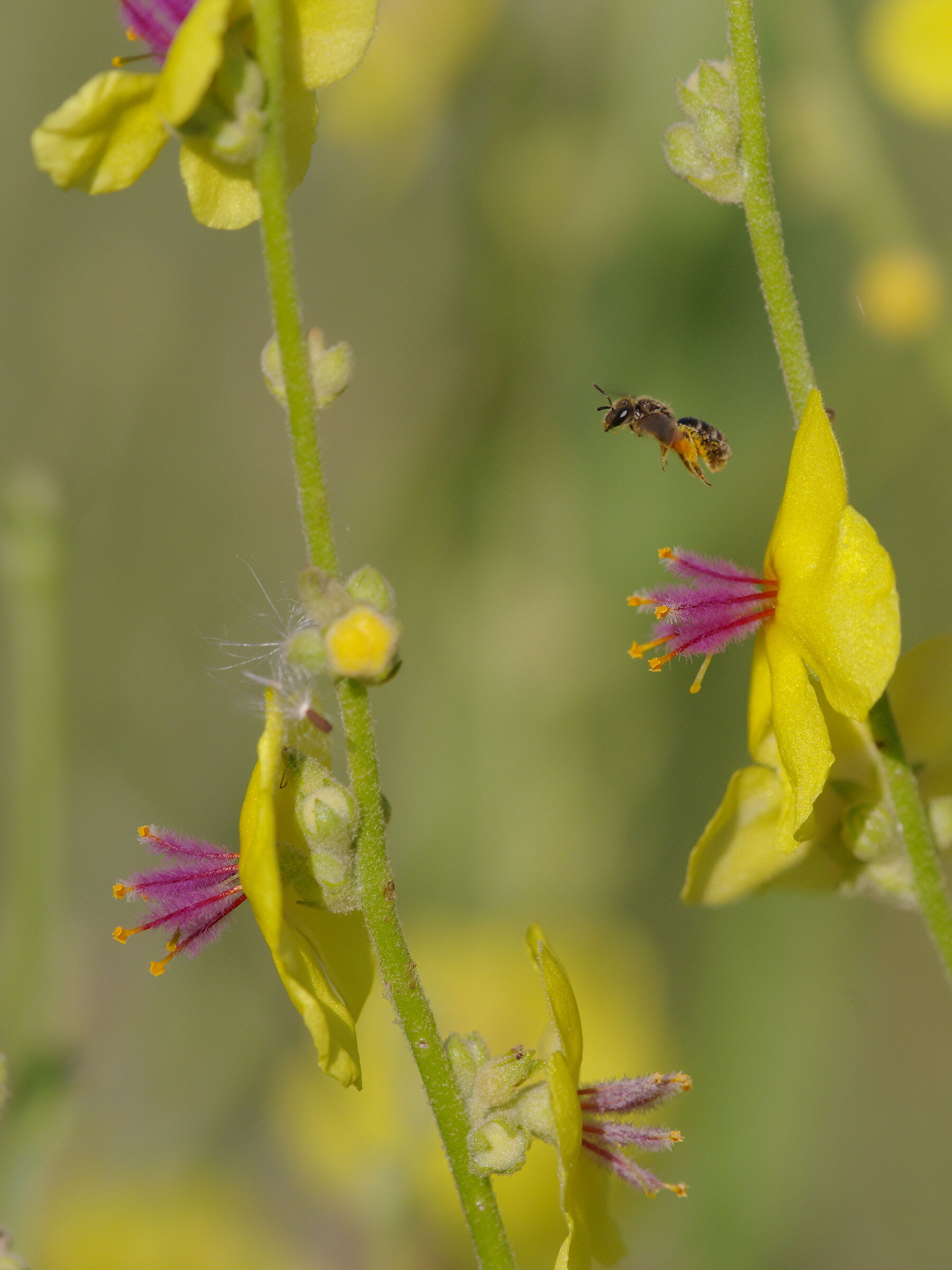 Flying among the yellow flowers