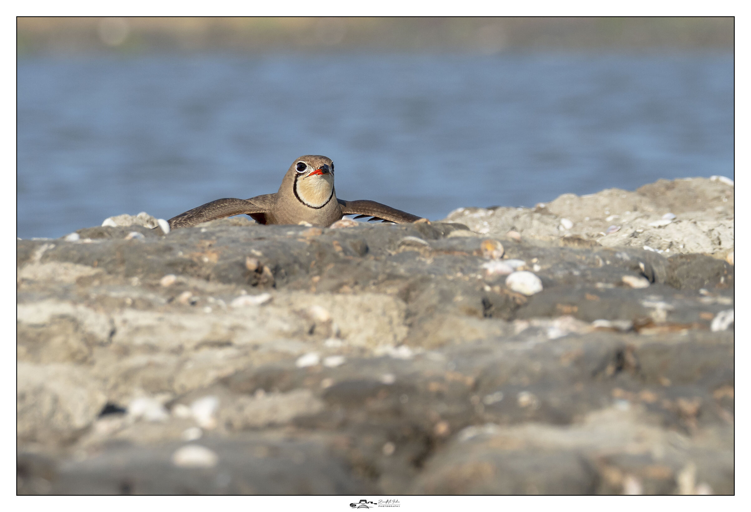 partridge safety position