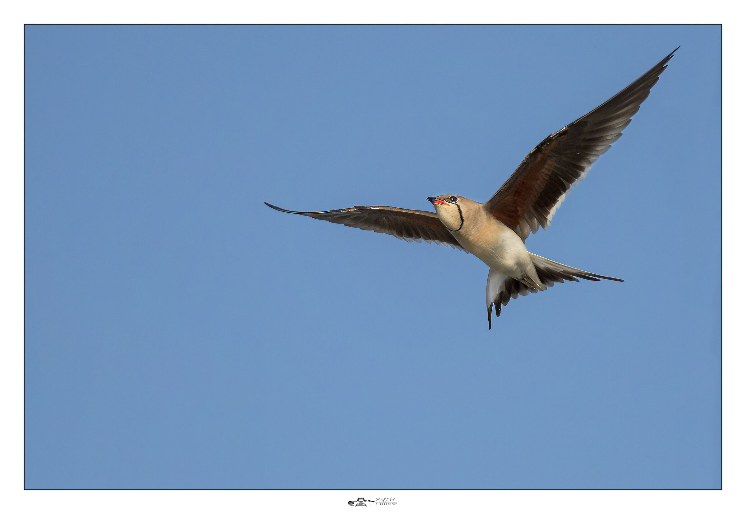Partridge in flight
