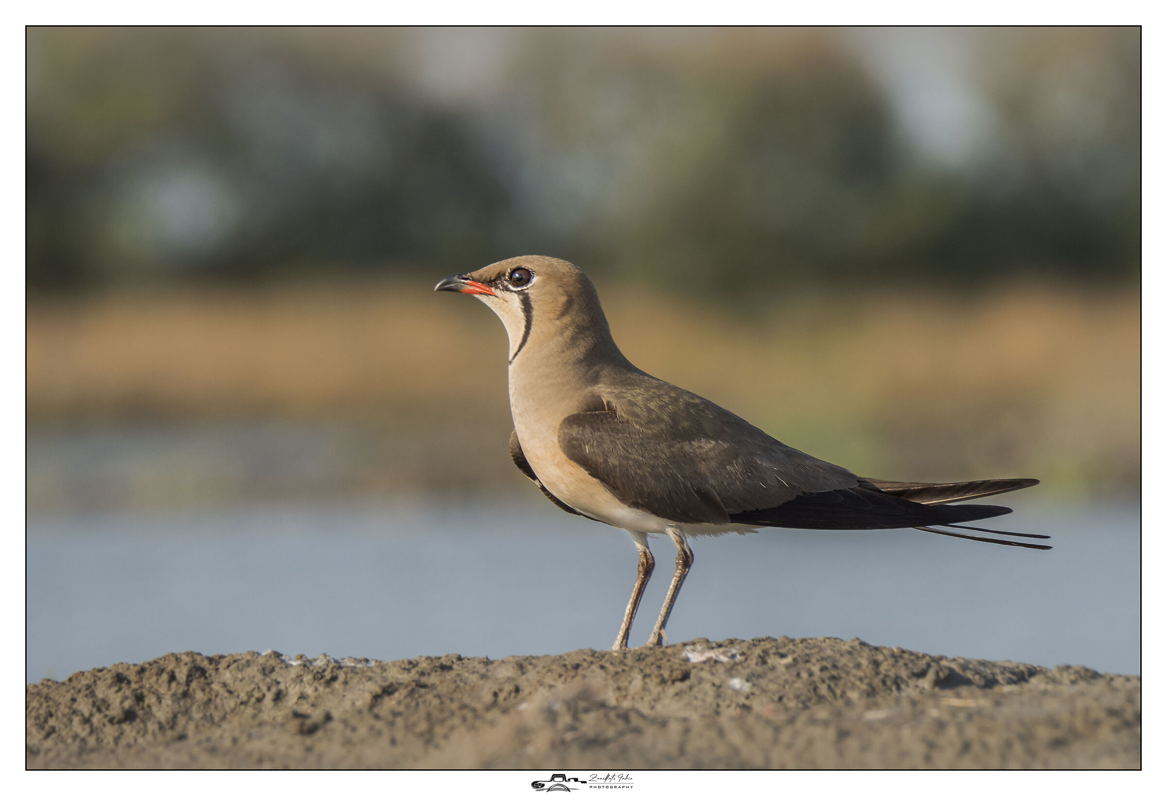 Partridge in all its beauty