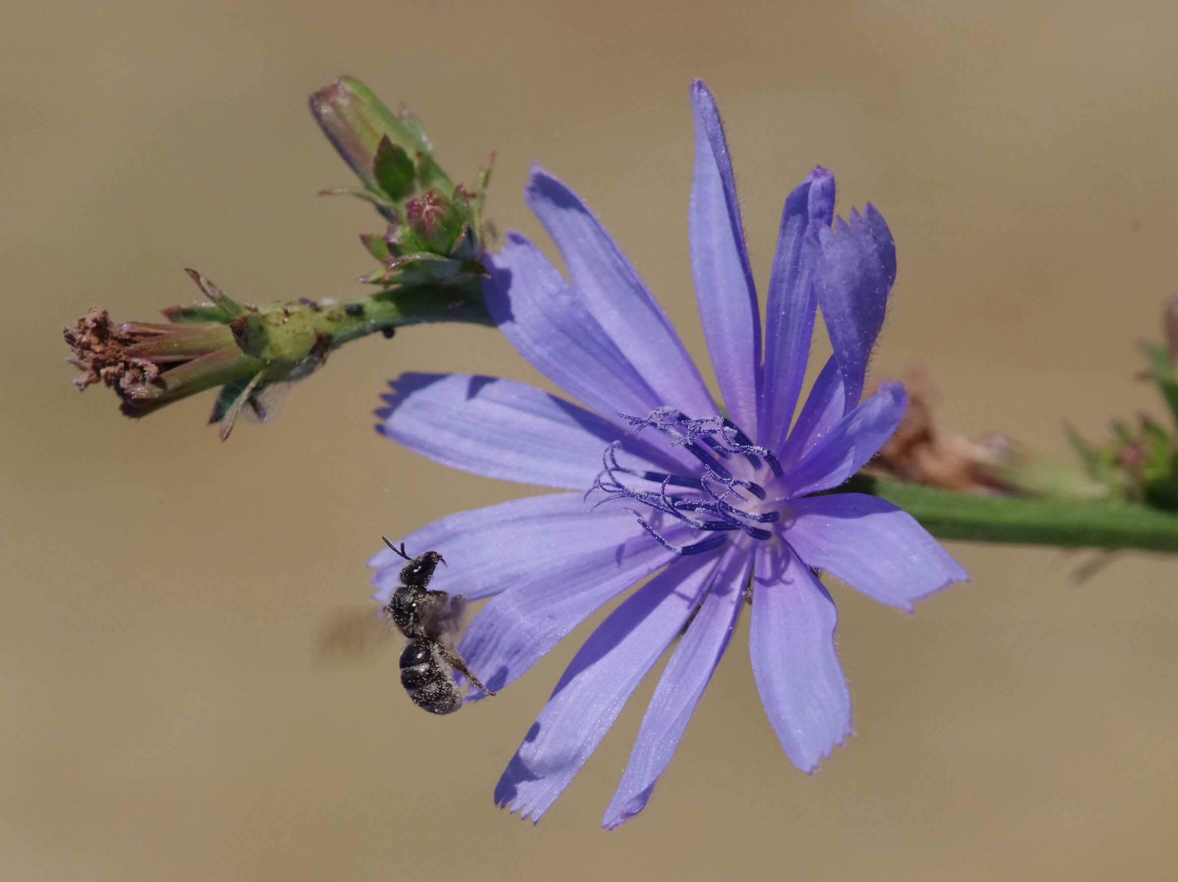 Hymenoptera and chicory