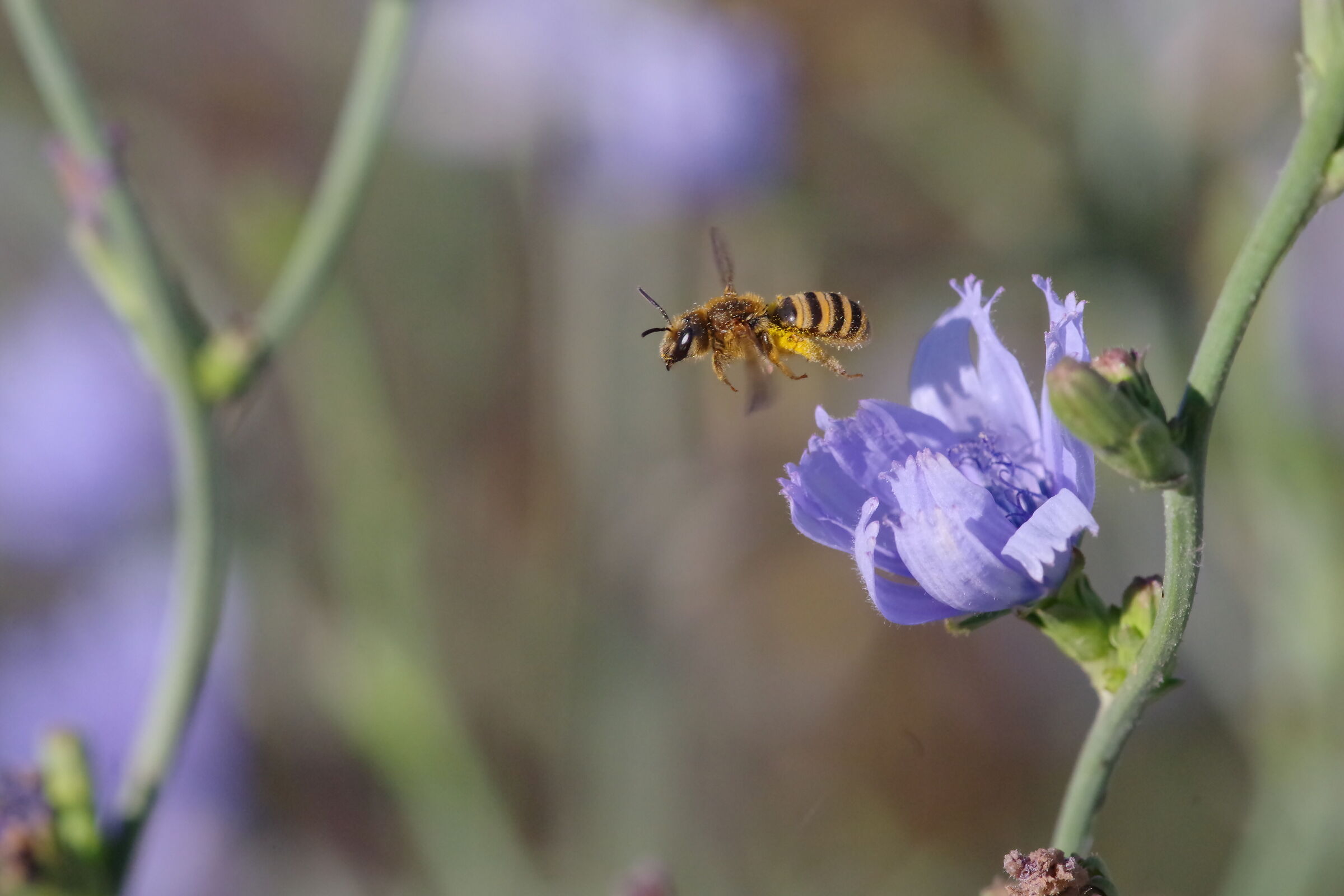 Hymenoptera and chicory
