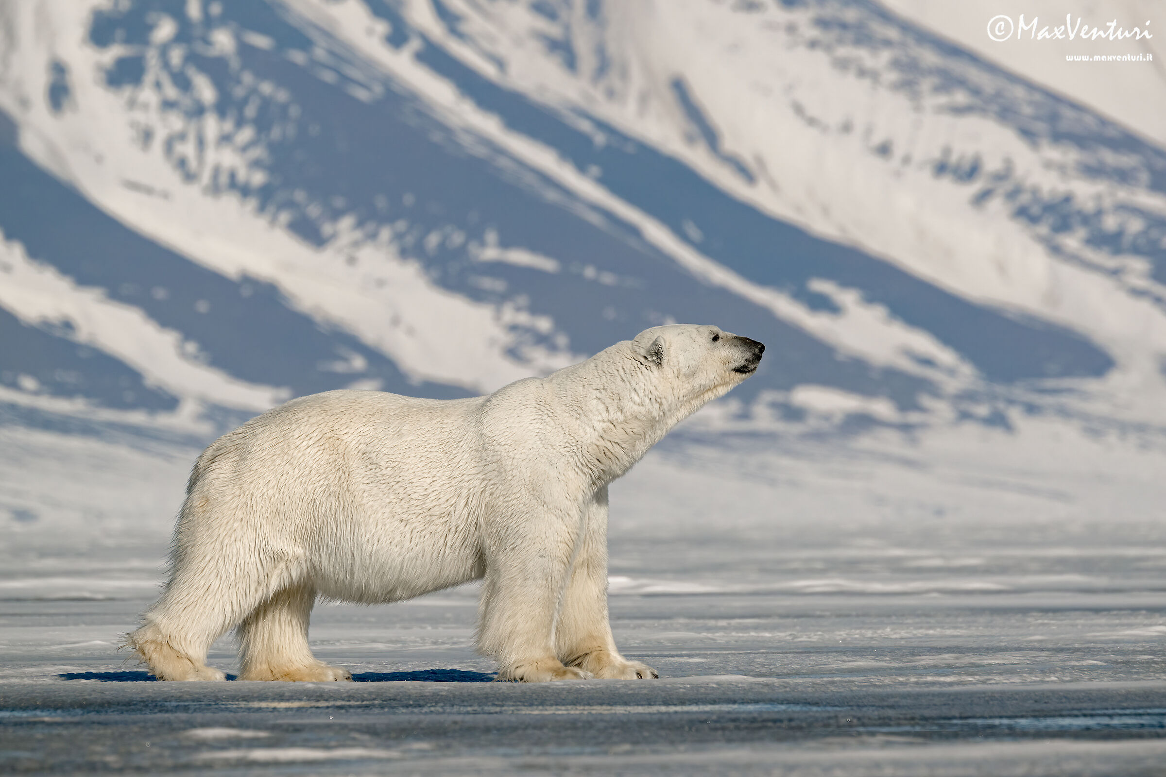 SVALBARD