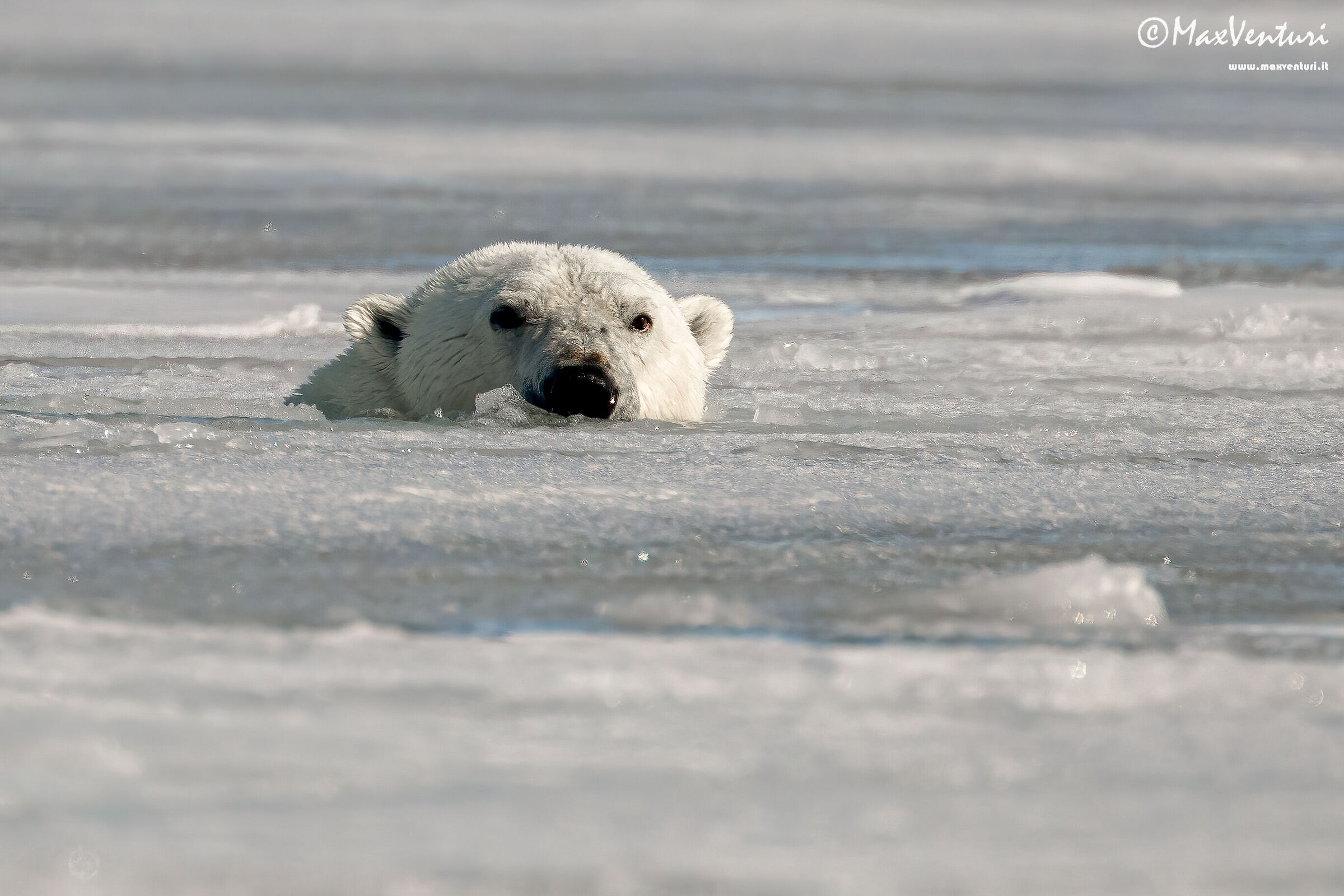 SVALBARD