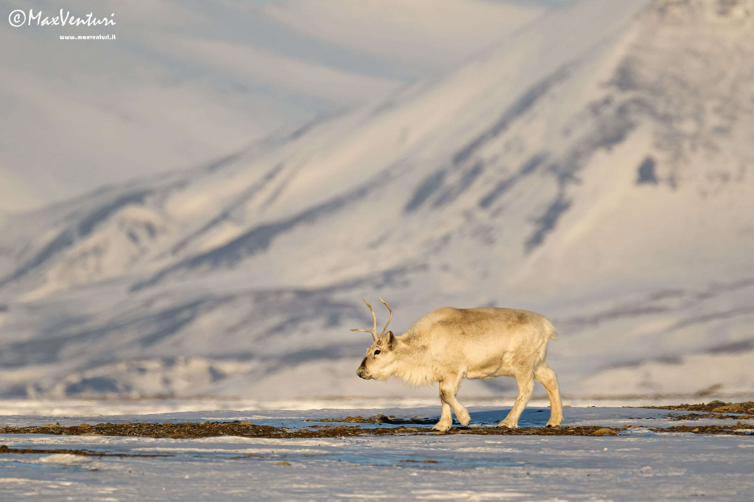 SVALBARD