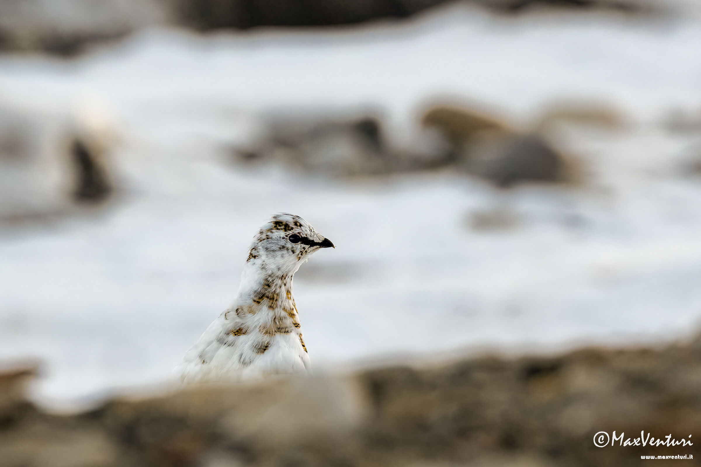 SVALBARD