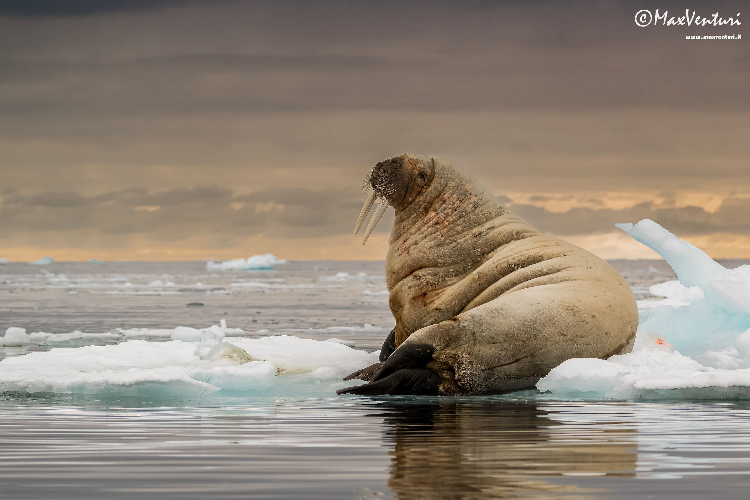 SVALBARD