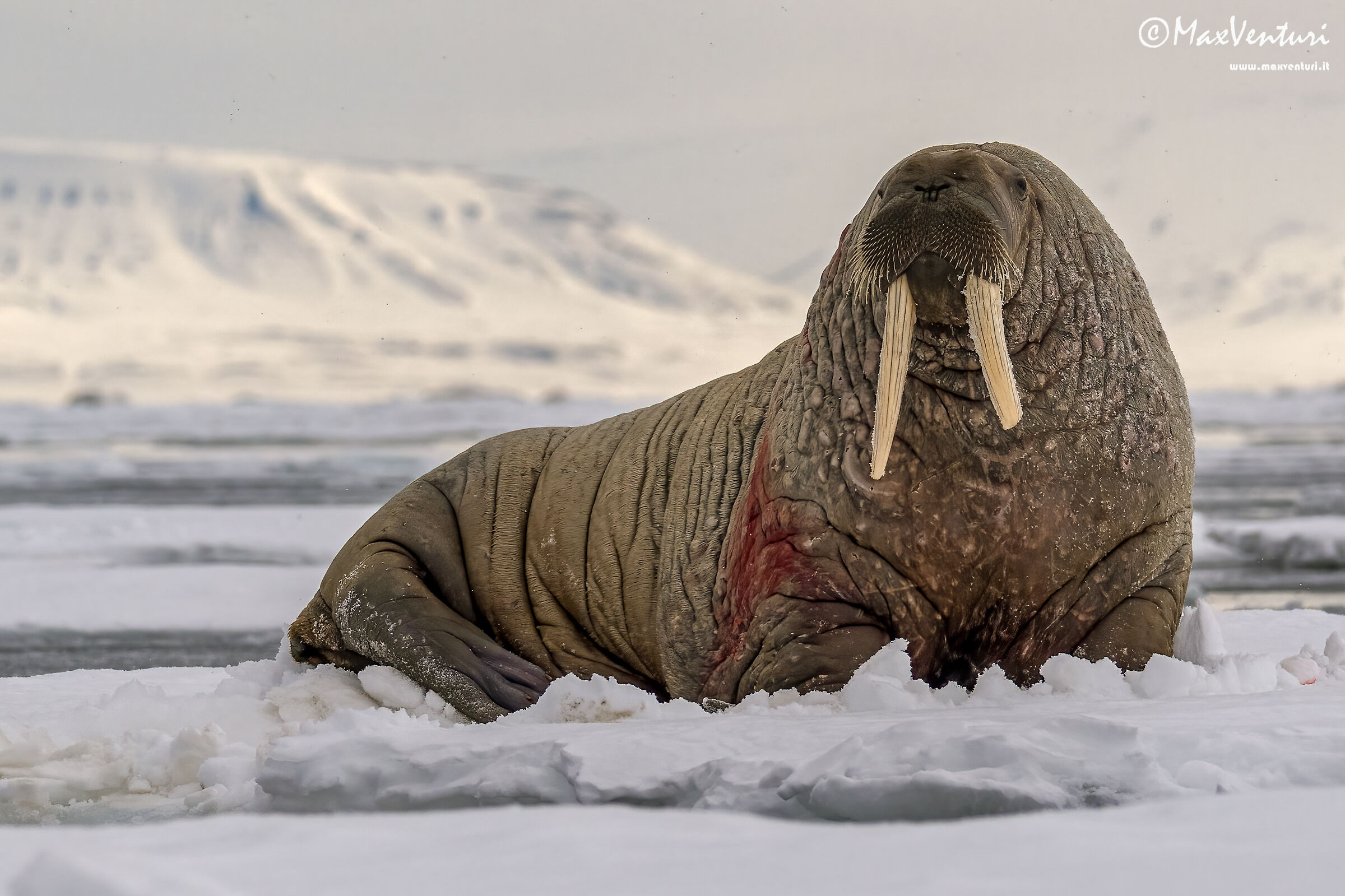 SVALBARD