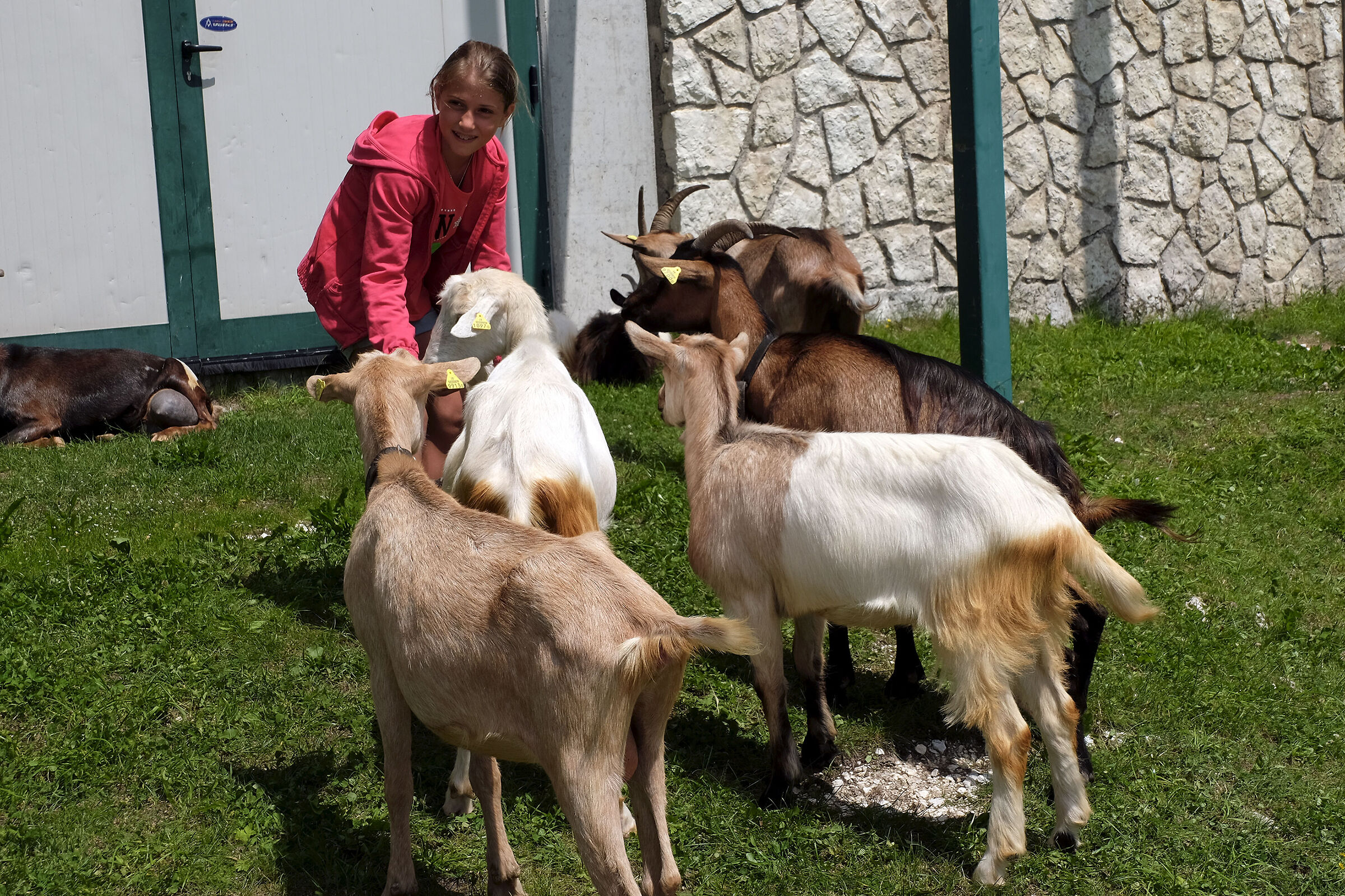 Shepherdess for a day