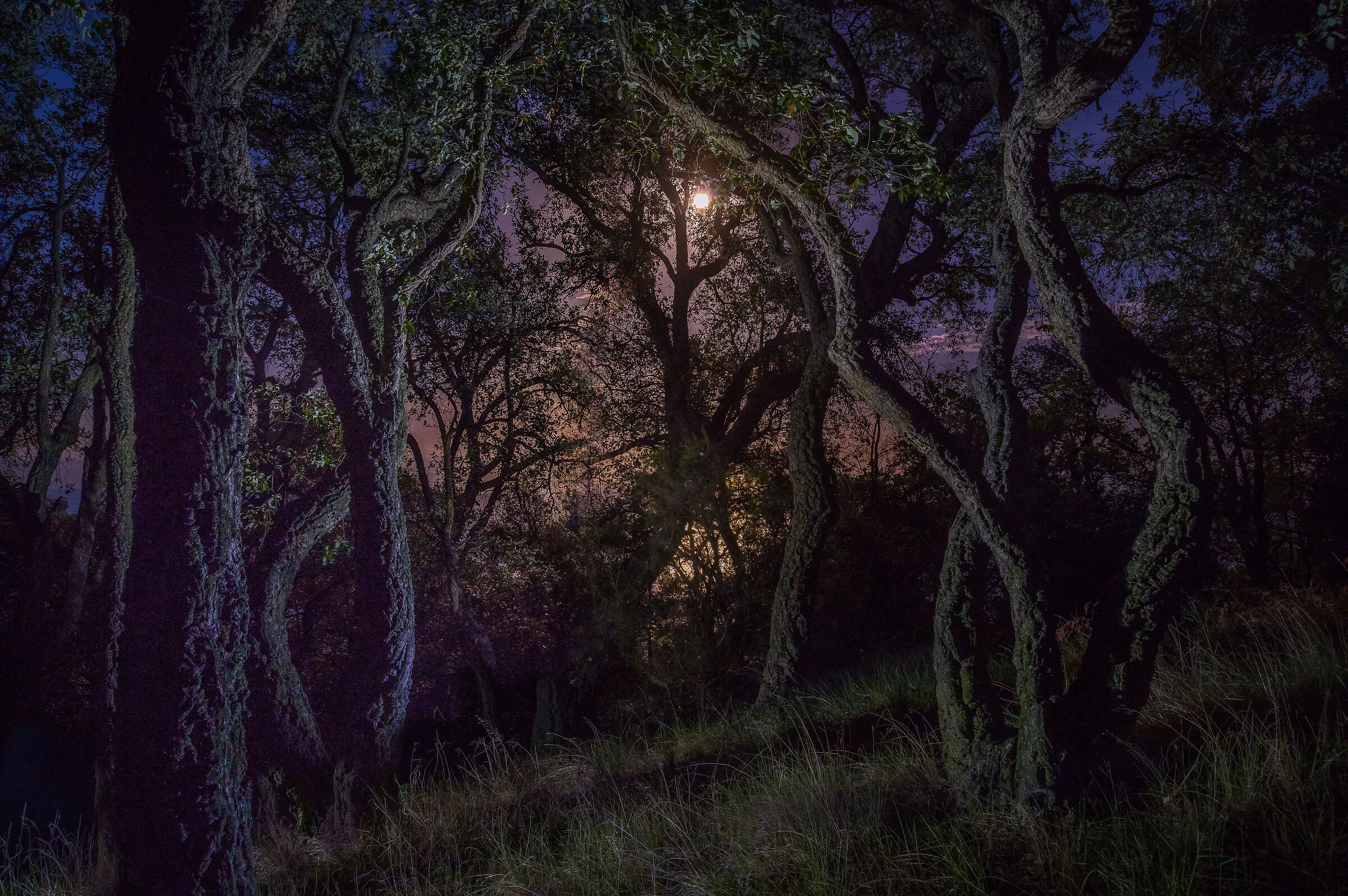 Dream of an early summer night,