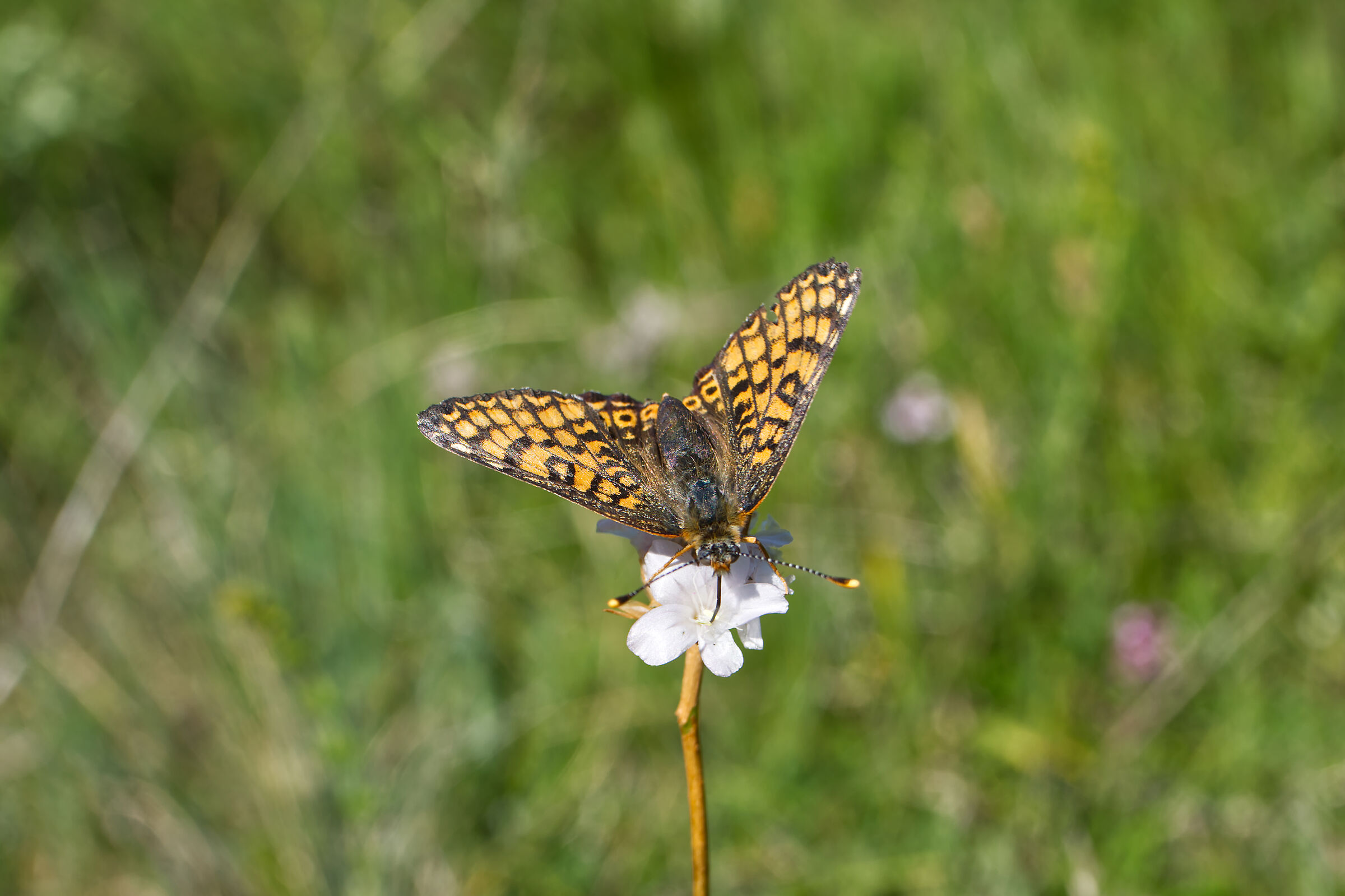 Boloria euphrosyne